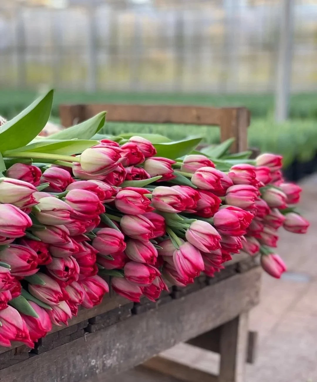 A dozen British double tulips.