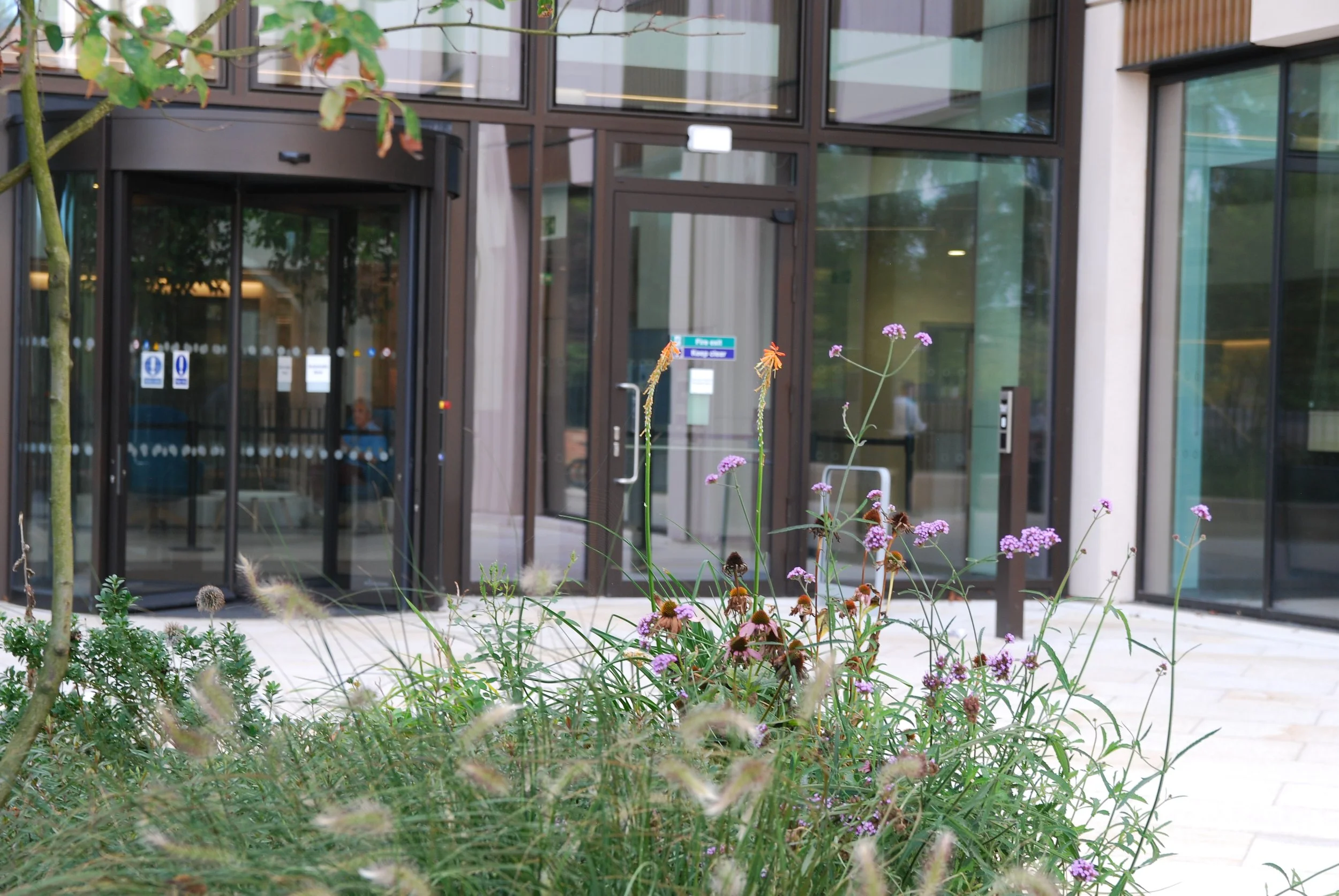 Plants and flowers in front of a modern building with glass windows and door, with reflections and a person visible inside.