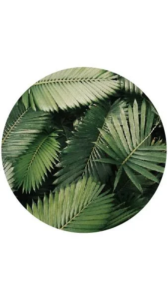 Close-up of various green tropical palm leaves in a circular frame.