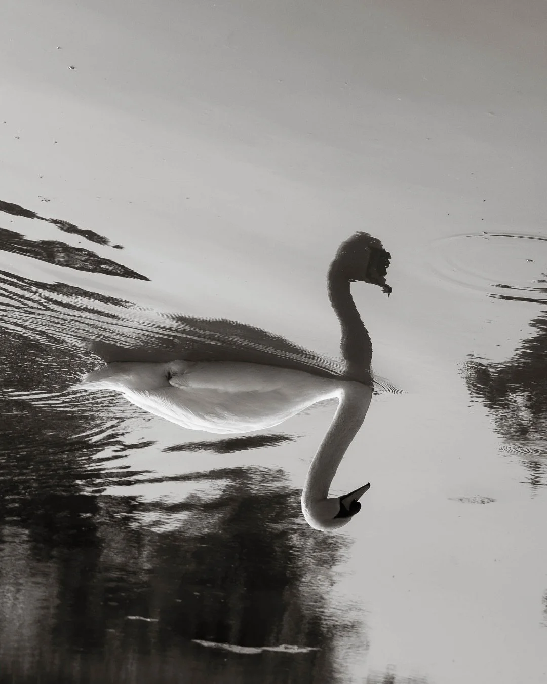Swans in Cirencester 🦢 

I&rsquo;ve been in Cirencester quite a bit recently for weddings and engagements. Between the work and travel, I&rsquo;ve loved visiting the local parks and finding the swans! 

Olivia J Morgan Photography | Cotswolds Engage