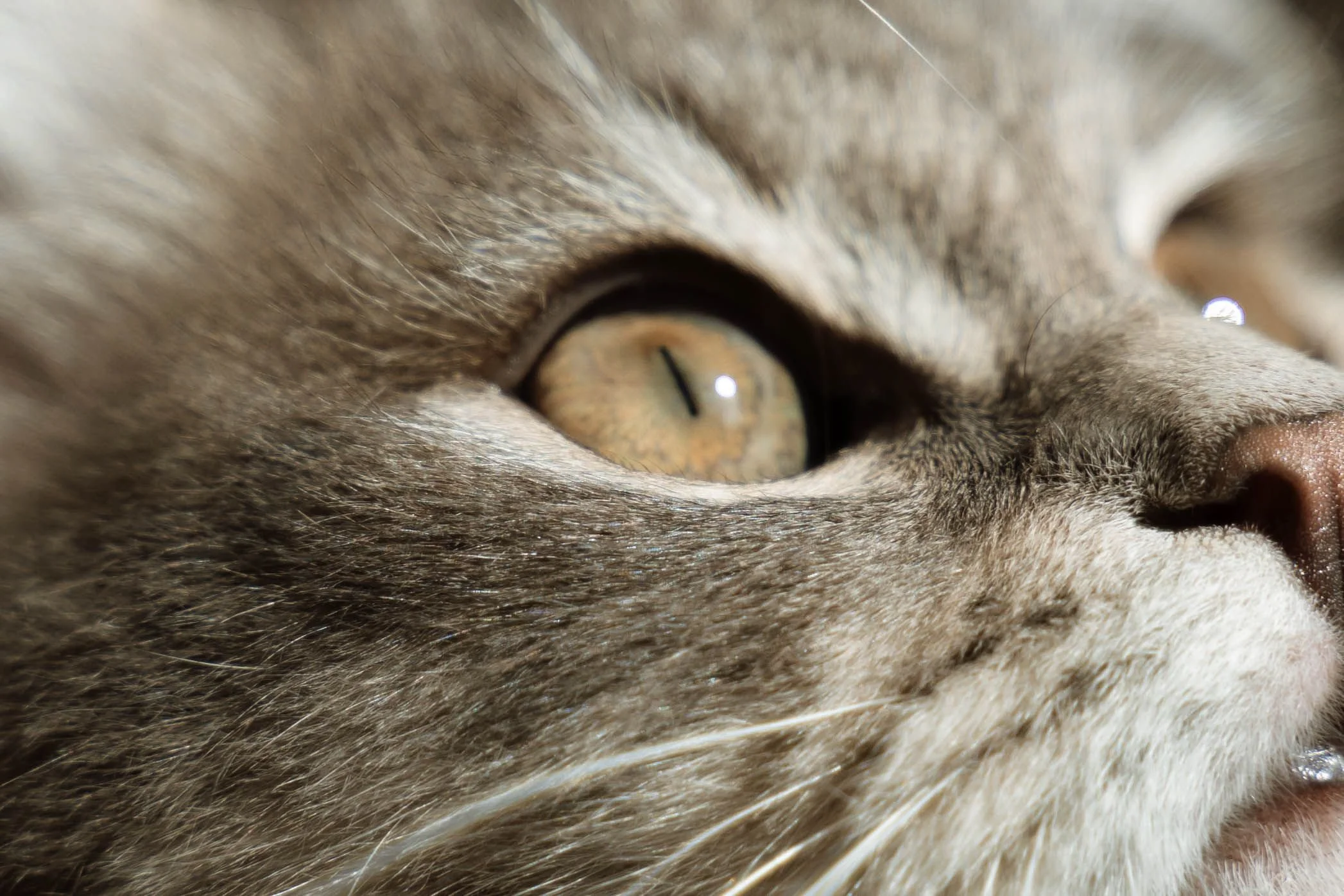 Close-up of a tabby cat's face, focusing on its golden eye.
