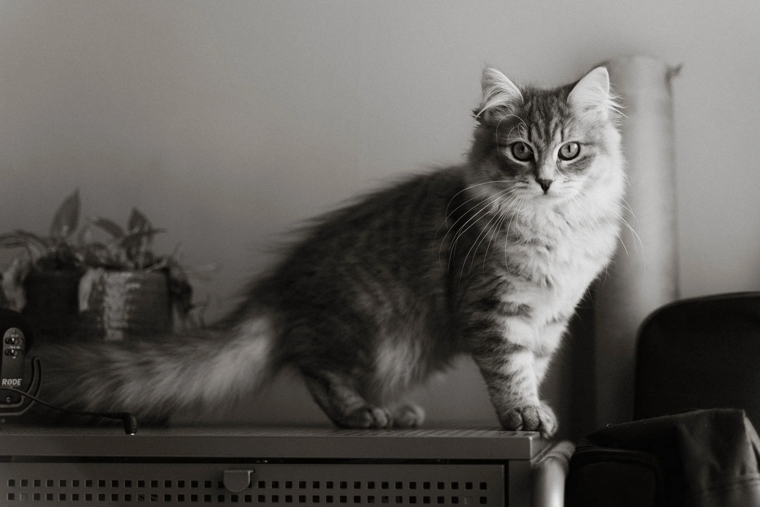 A long-haired tabby cat with striped fur standing on a metal surface indoors, looking directly at the camera.