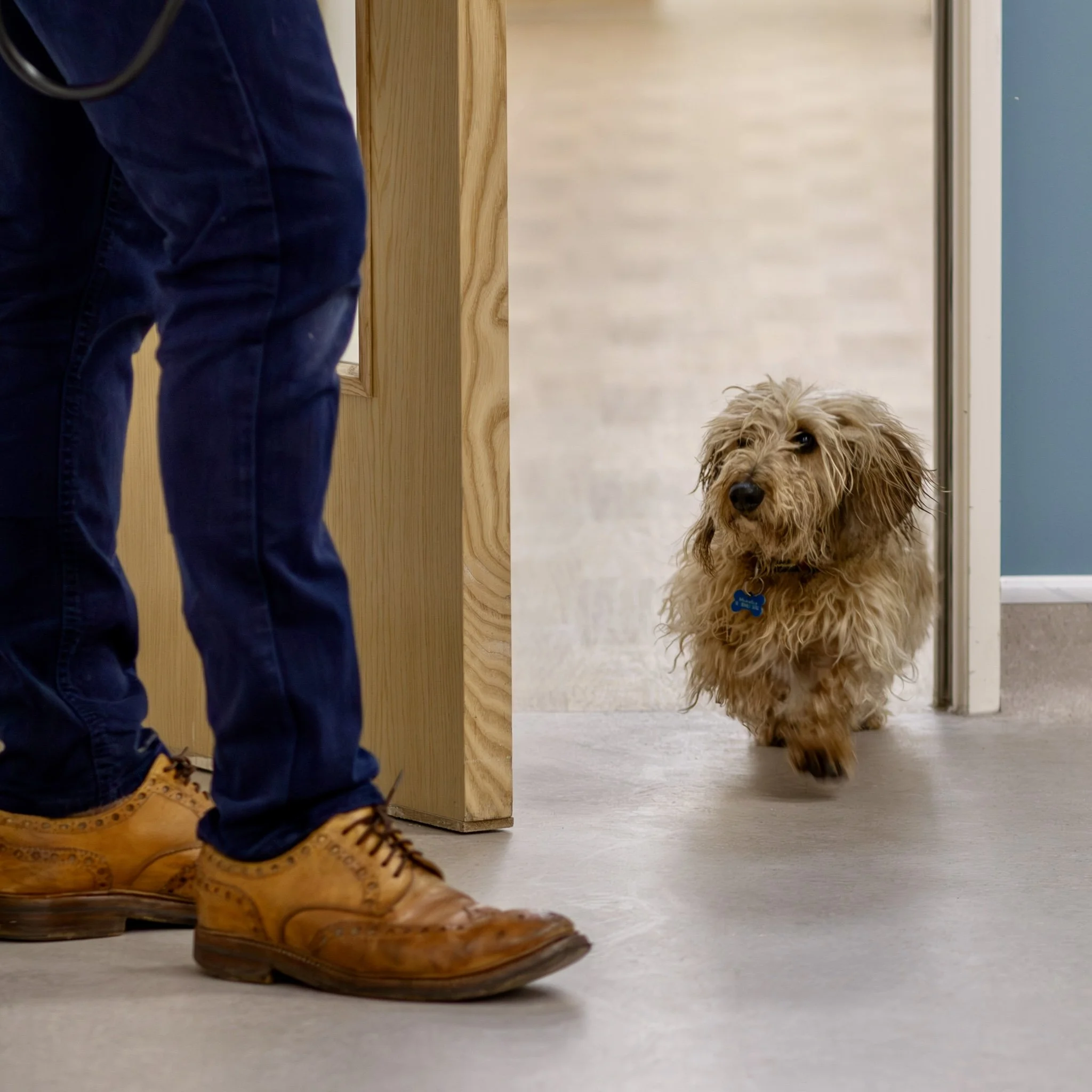 A furry dog  walking through a door while a person in brown dress shoes stands nearby. Brighton Vet Cardiology.