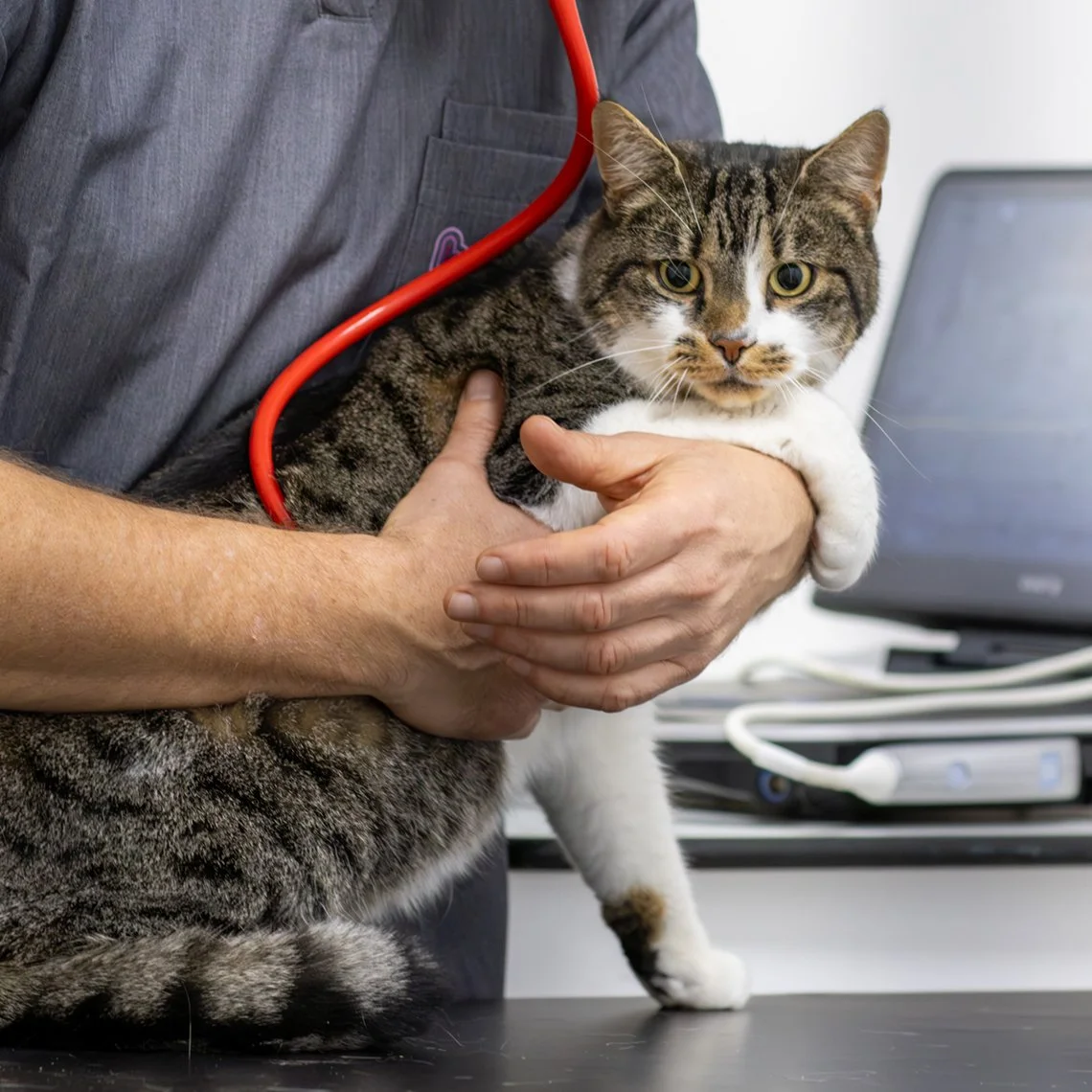 Vet listening to heart murmur in cat
