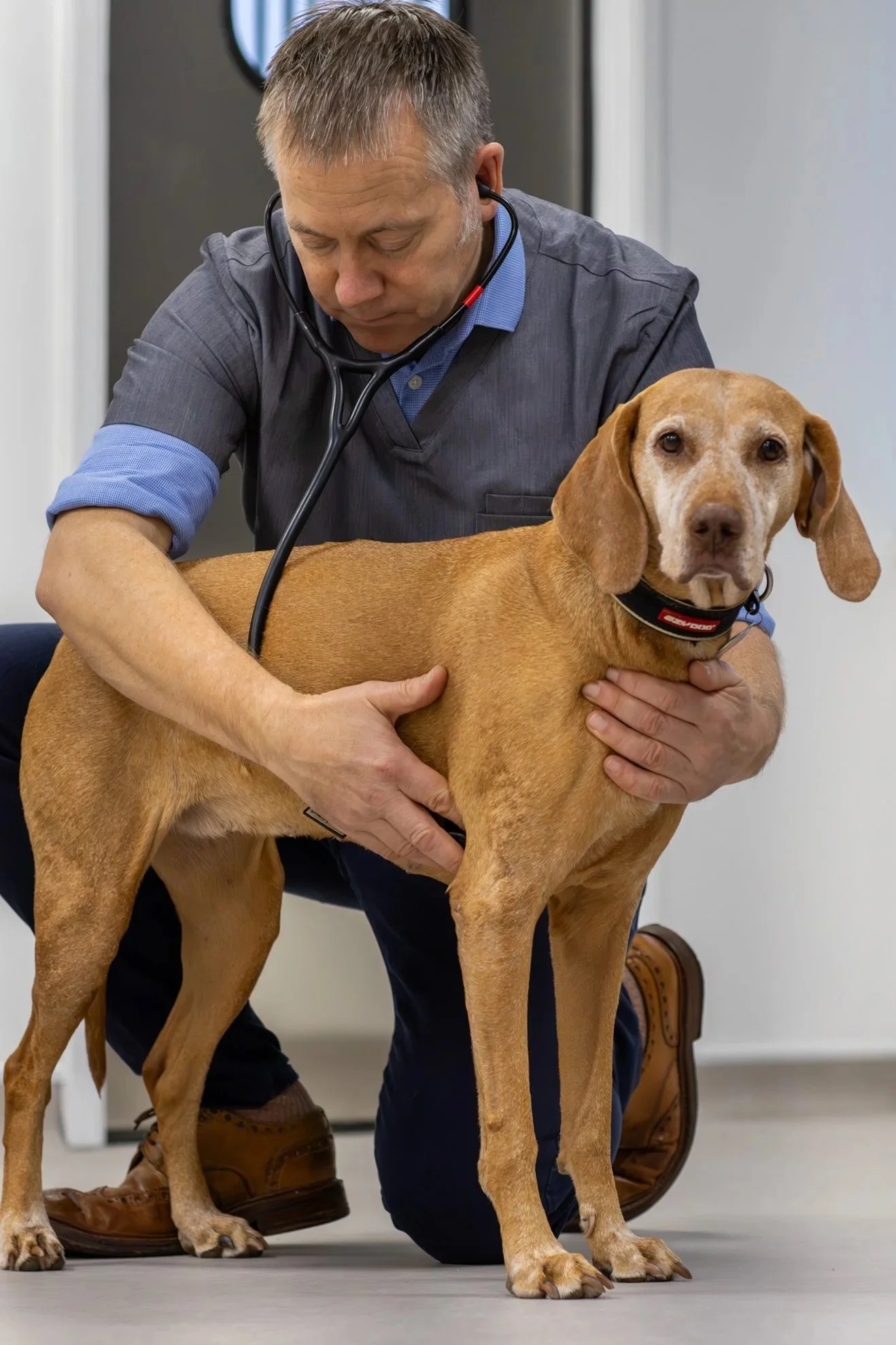 Veterinary cardiologist heart murmur auscultation dog