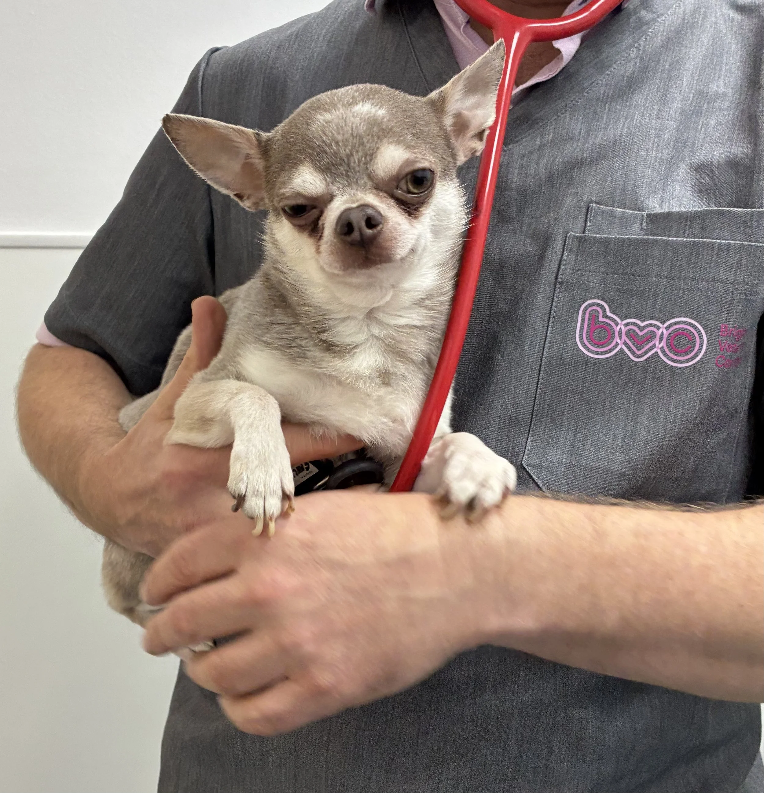 An RCVS recognised Specialist in Veterinary Cardiology holding a small Chihuahua dog and a red stethoscope. Brighton Veterinary Cardiology.