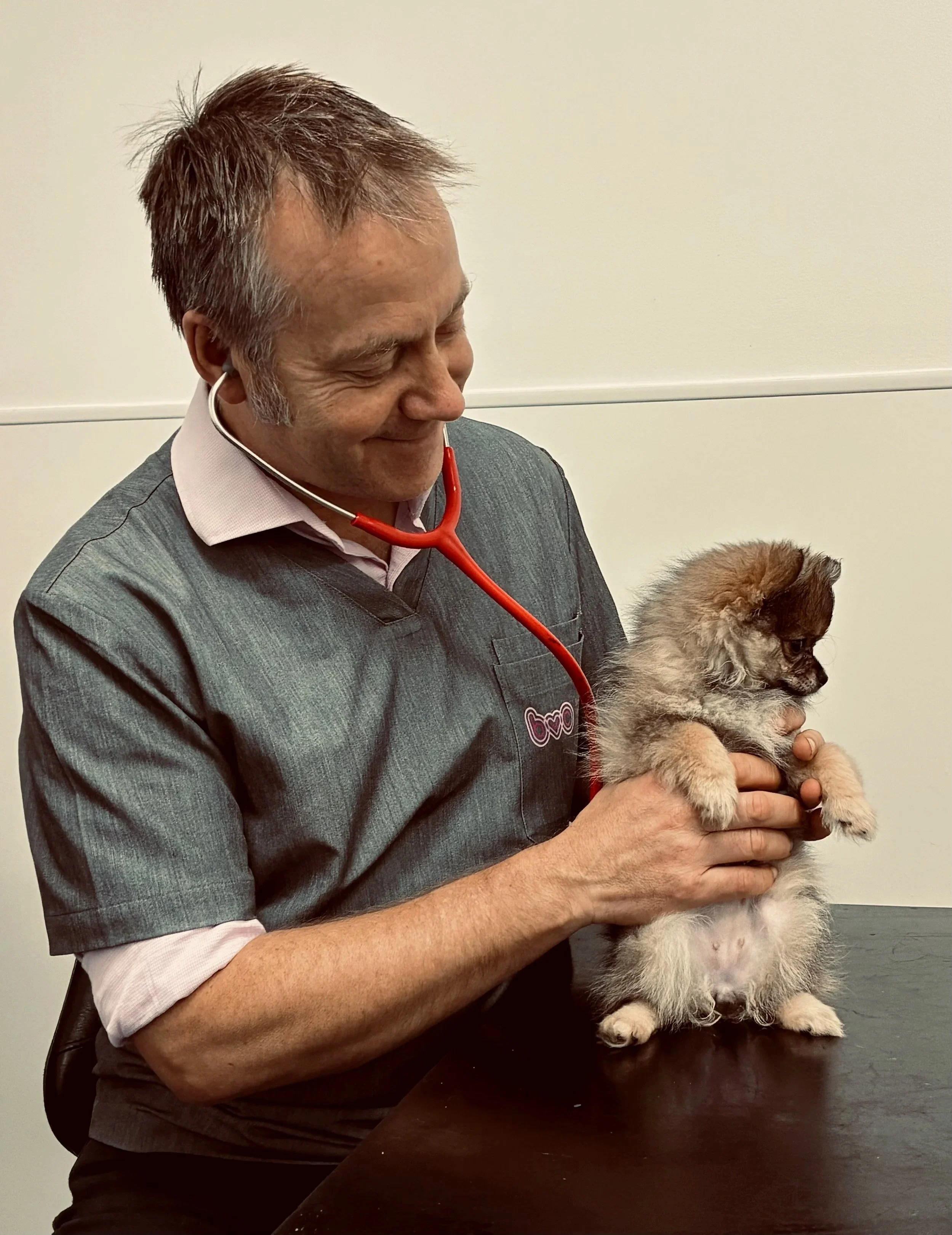 Veterinary cardiologist with stethoscope listens to heart murmur in small fluffy puppy. Gavin McAulay at Brighton Vet Cardiology.