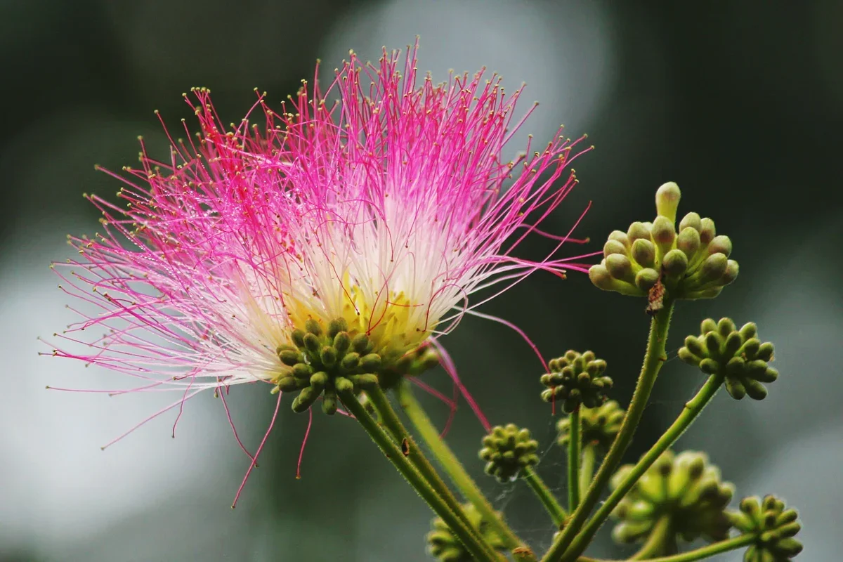 albizia_2848246a-79c7-4de9-98ae-6b1da2210c71.webp