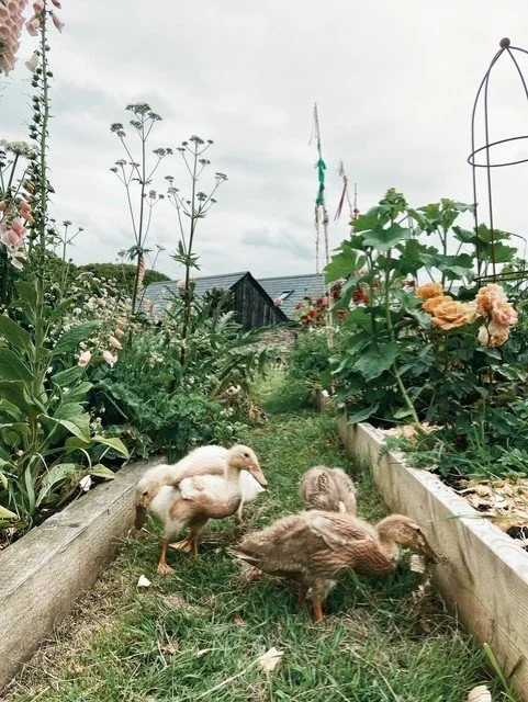 The ducks in the Society Flowers cutting garden. 