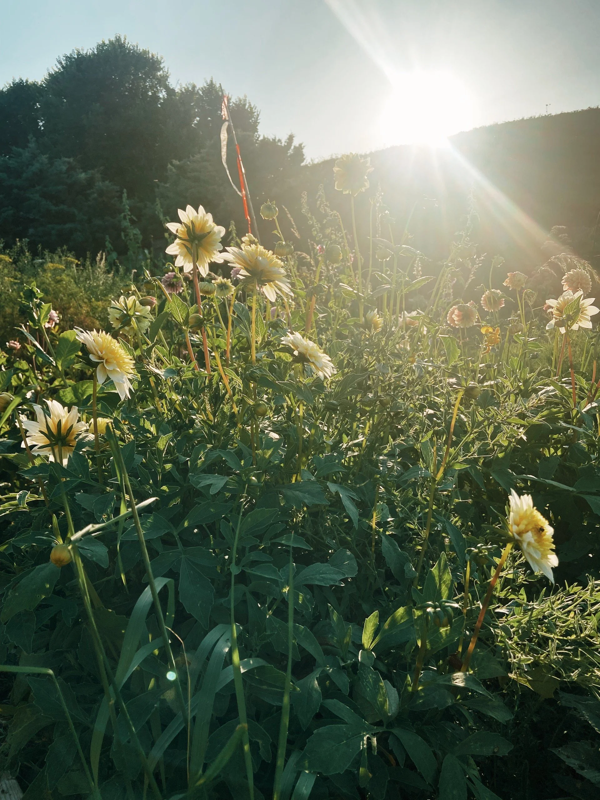Sunlit wildflowers and green foliage with a bright sun overhead.