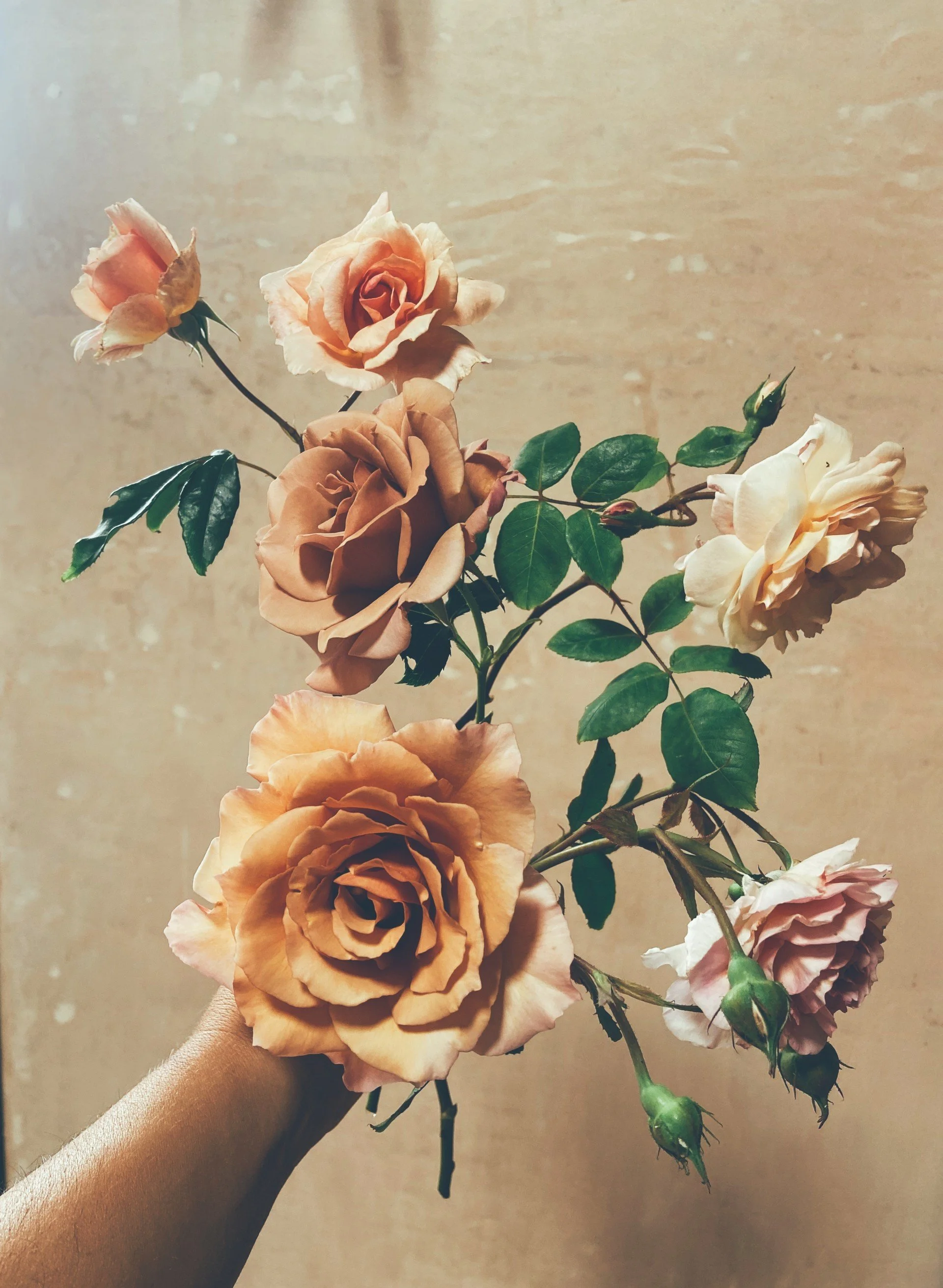 Society Flowers garden grown roses 