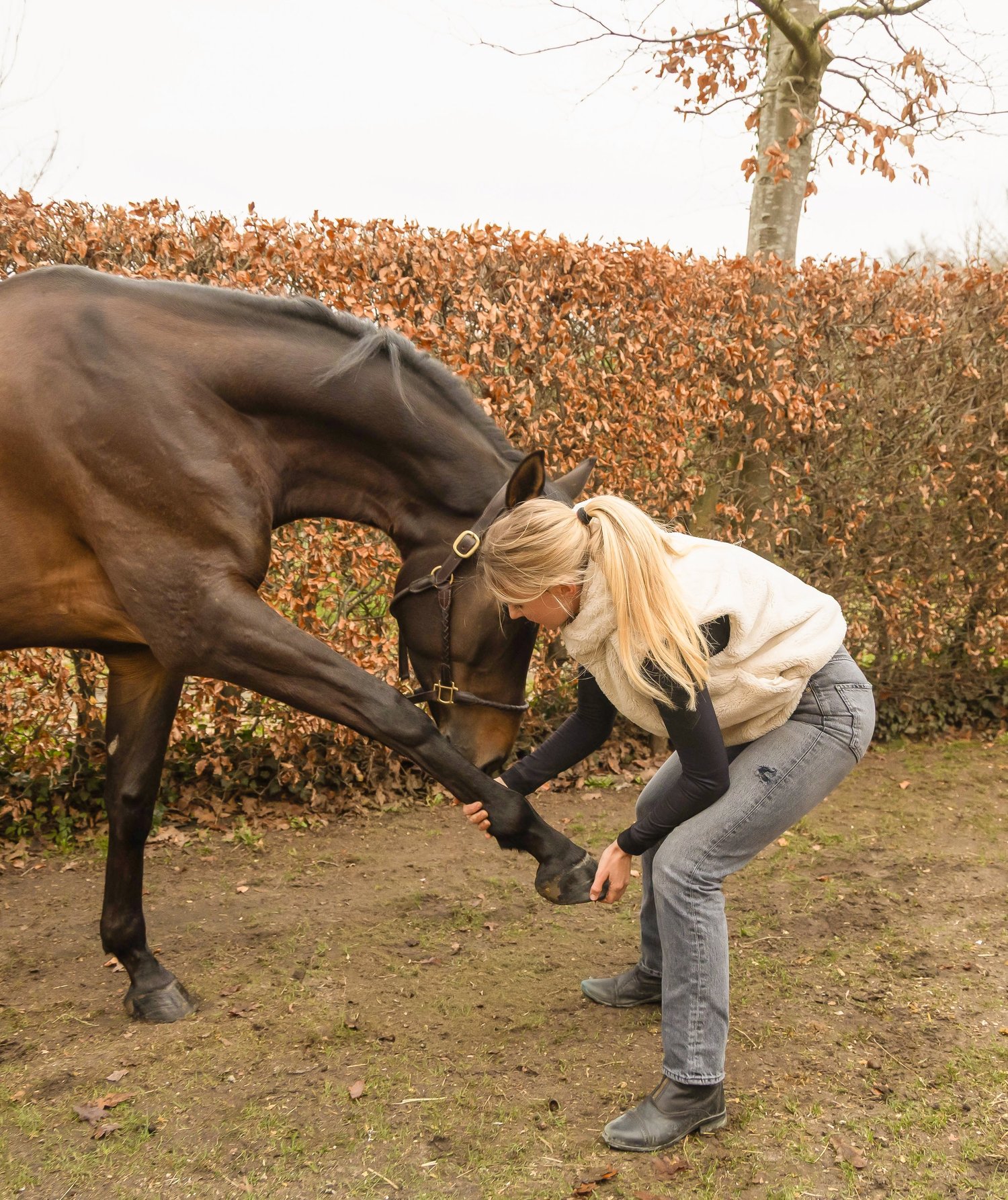 Onderzoek naar stijfheid en scheefheid bij een paard