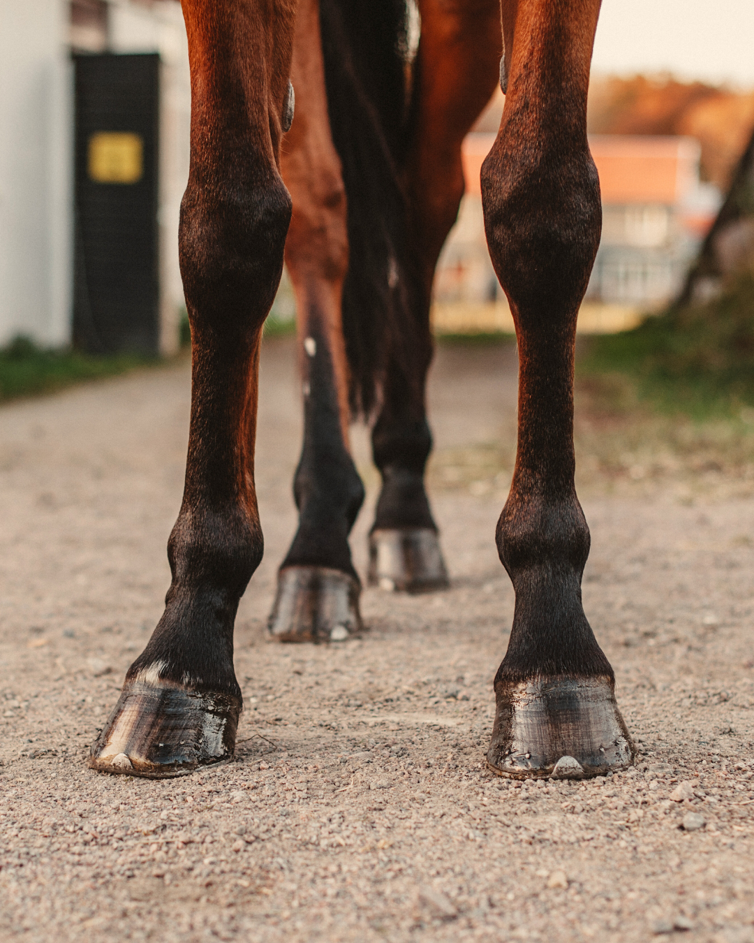 Benen van een paard tijdens revalidatie na een peesblessure