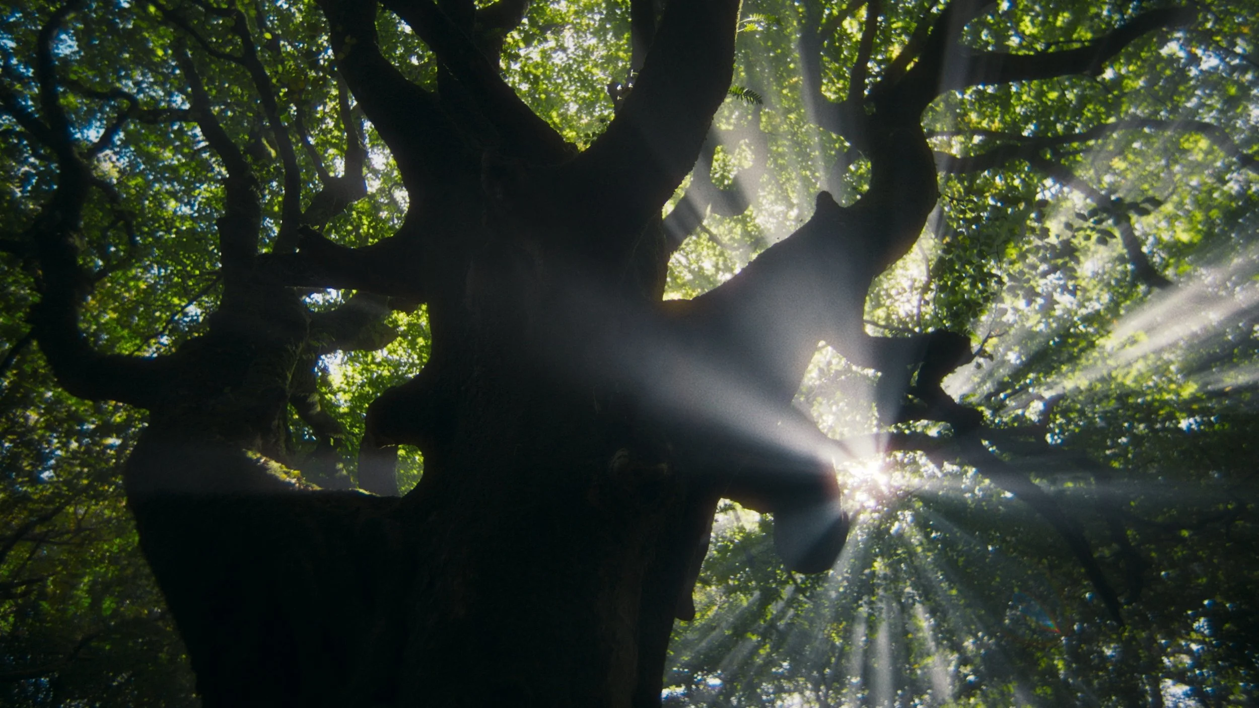 NIssan Commercial Freelance Colourist London Colorist DaVinci Resolve Baselight