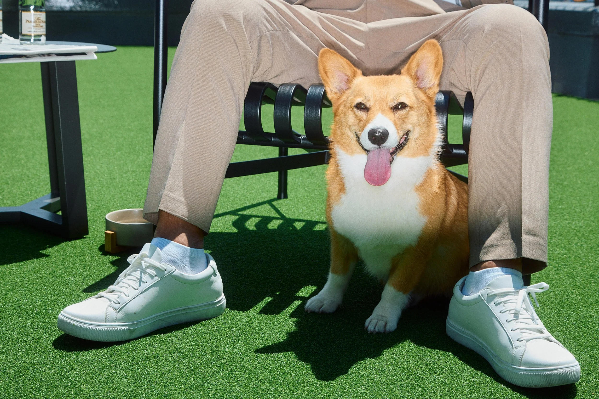 A corgi dog sitting under a person's legs on artificial green grass, with the person sitting on a black metal chair, wearing beige pants and white sneakers, with a table and a small bowl nearby.
