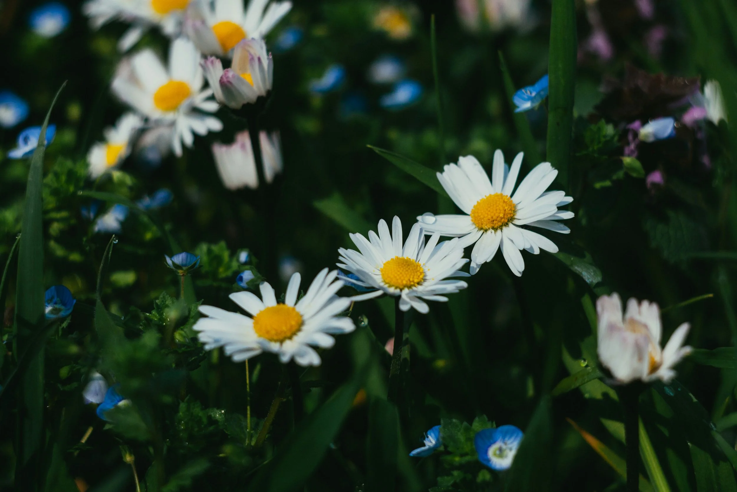 Römische Kamille Ätherisches Öl 5ml