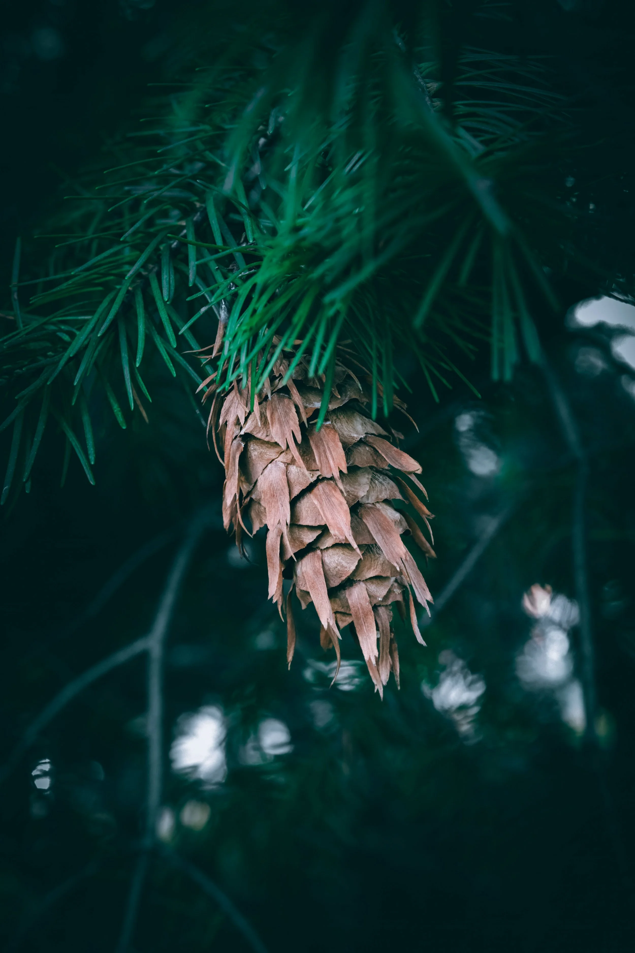 Douglasfichte Ätherisches Öl 5ml