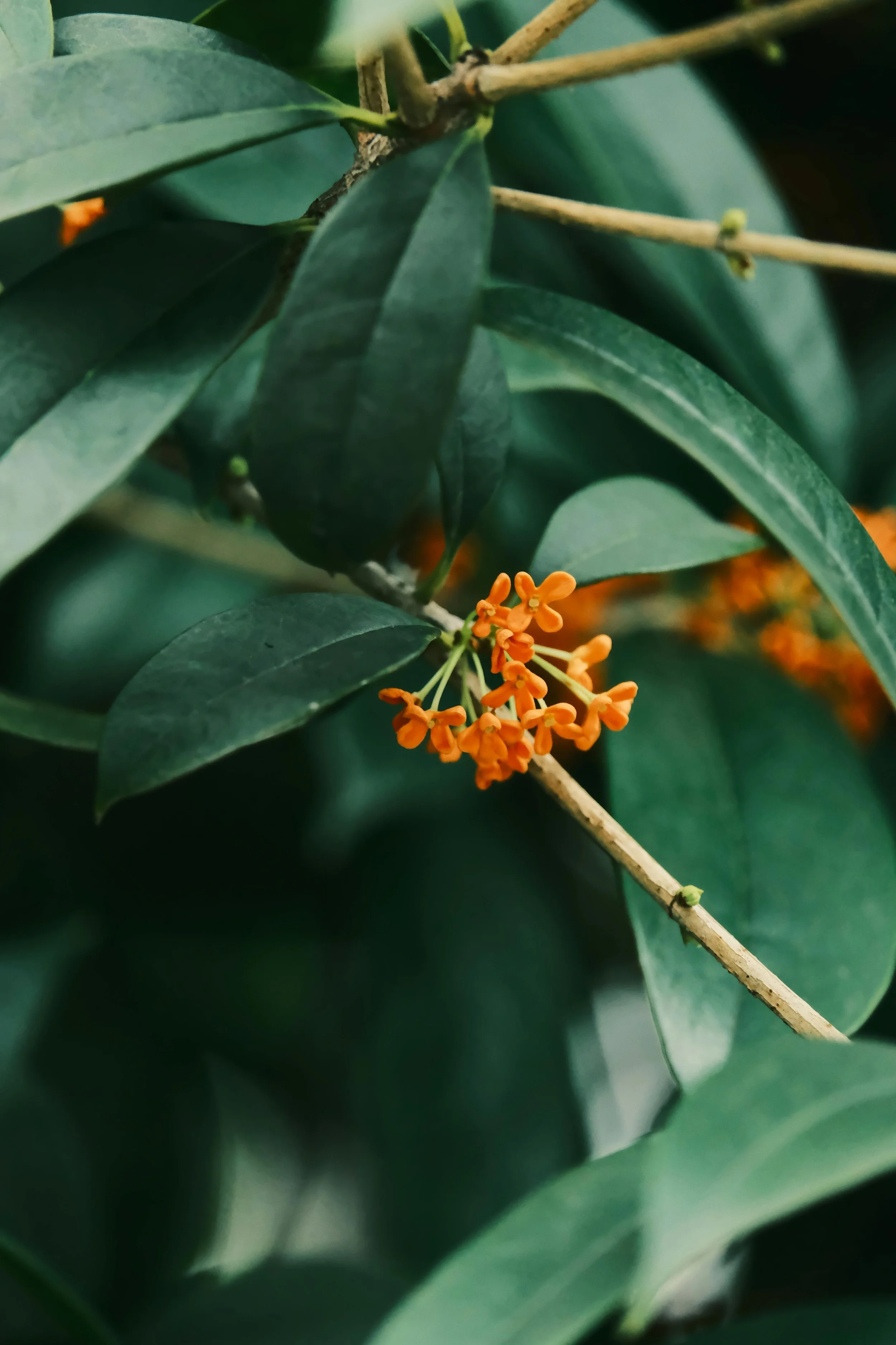 Osmanthus Absolute (25% in Jojobaöl) 5ml