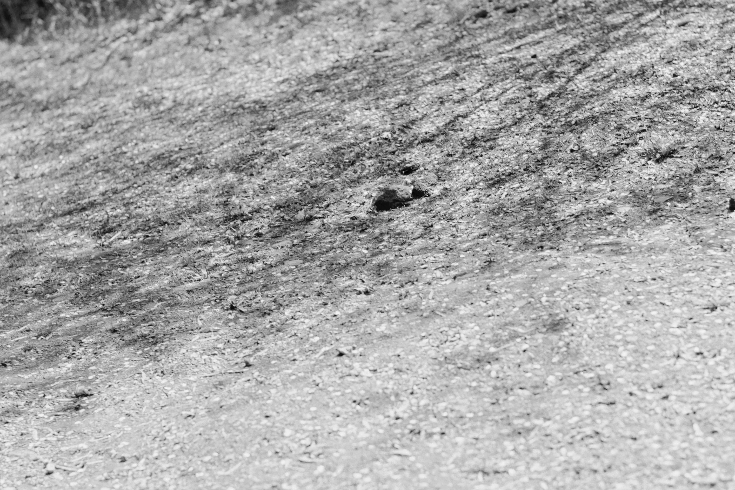 1291_12.jpg