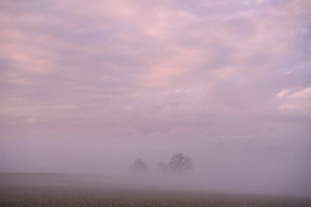 Wolfgang Hasselmann - Auberon English Rhubarb Liqueur - Yorkshire Rhubarb Triangle