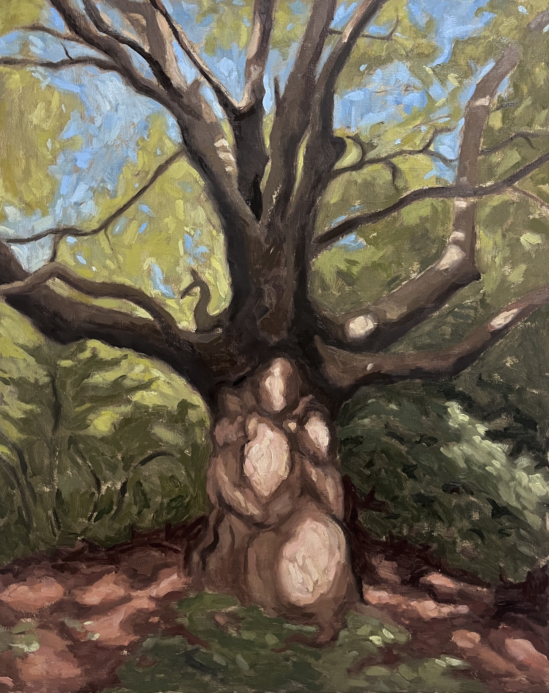 London Plane Tree, Hampstead Heath