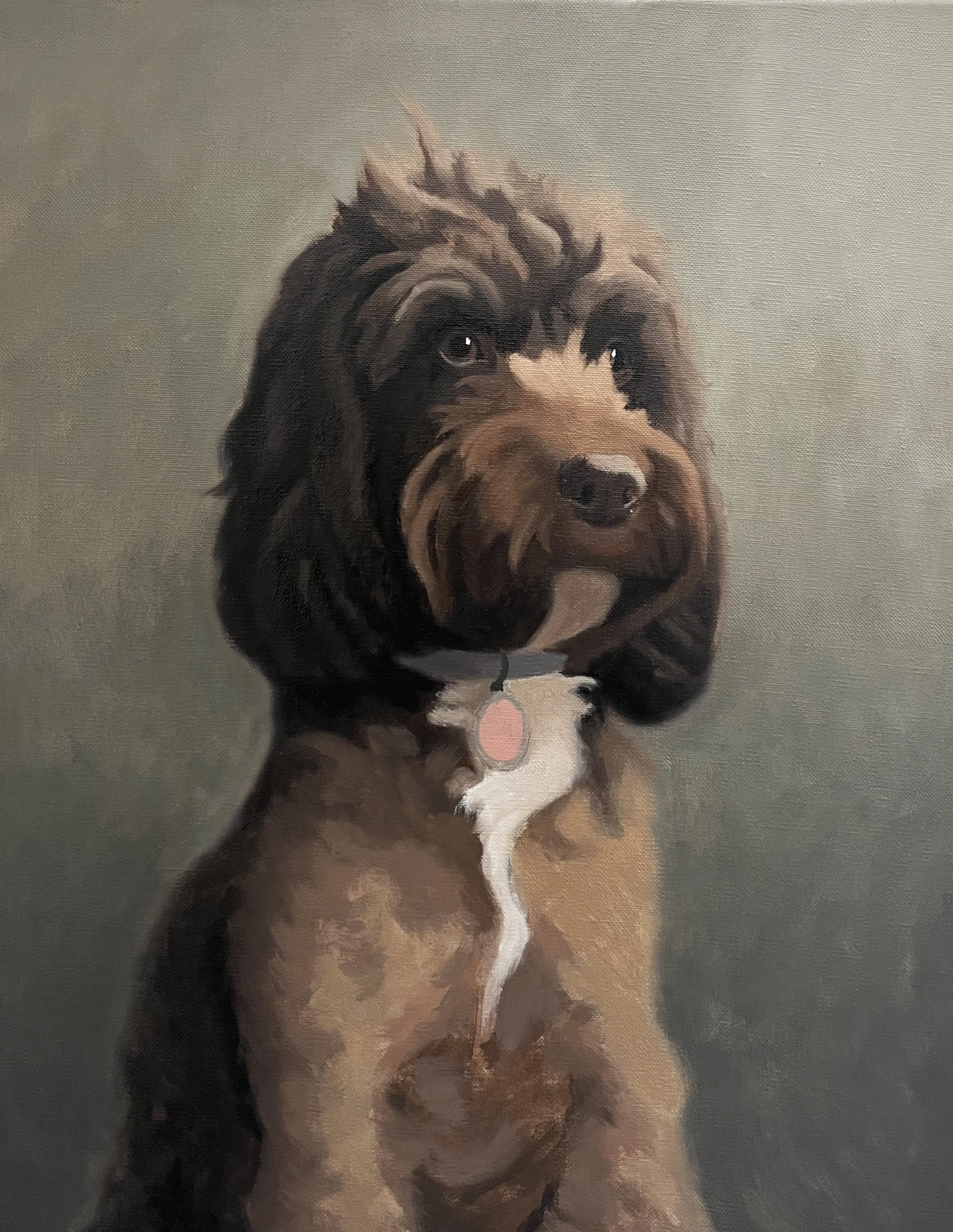 A portrait of a large, curly-haired dog with a medium-length coat, mostly brown with some white markings, sitting against a neutral background.