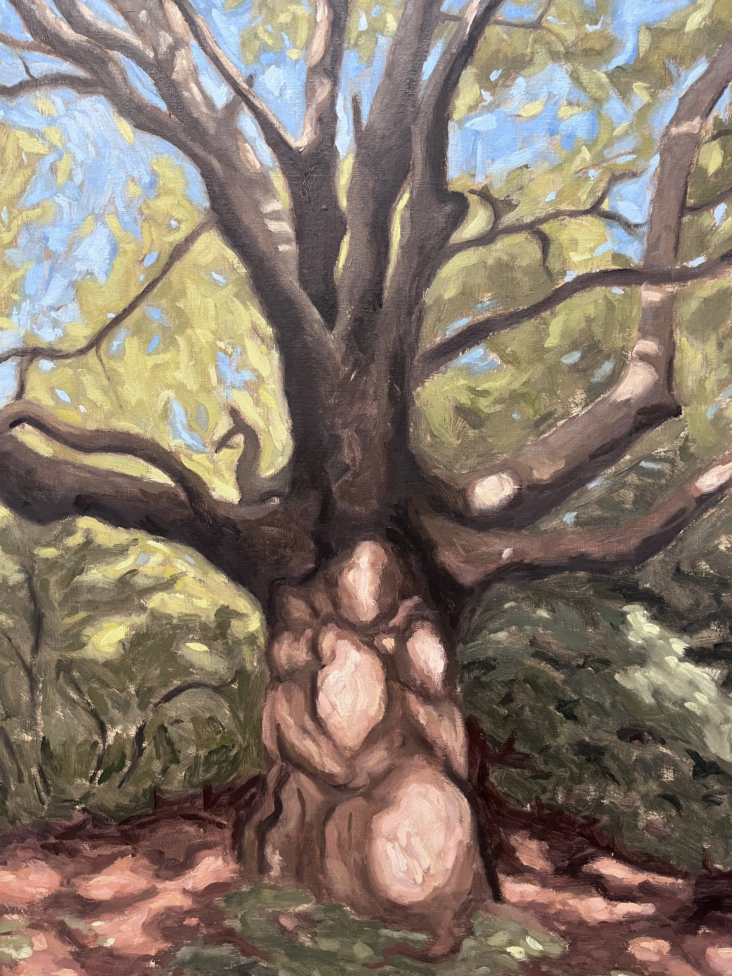 London Plane, Hampstead Heath