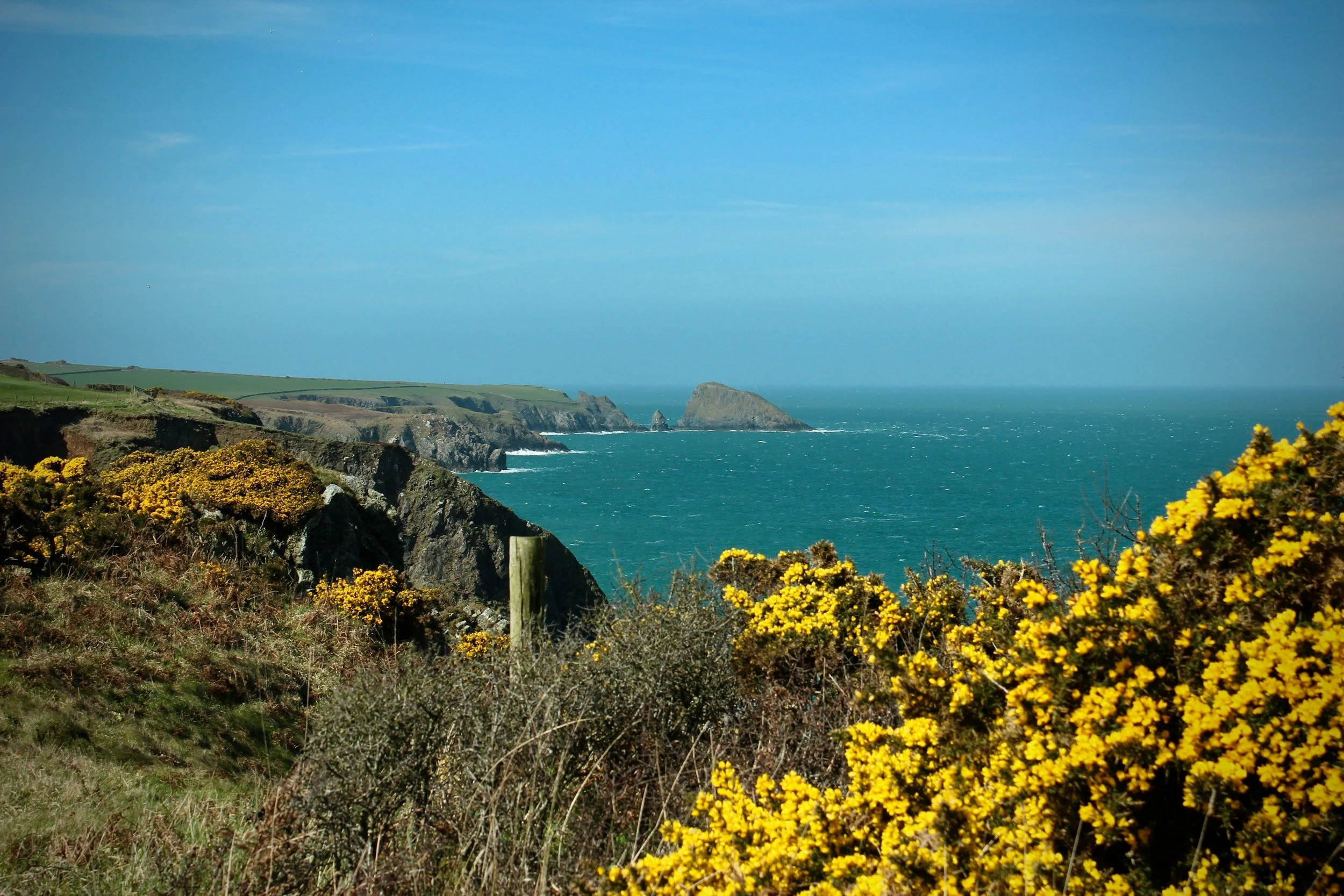 Bright yellow gorse on coastal cliffs overlooking the blue sea on a clear, sunny day. in Pembrokeshire.
