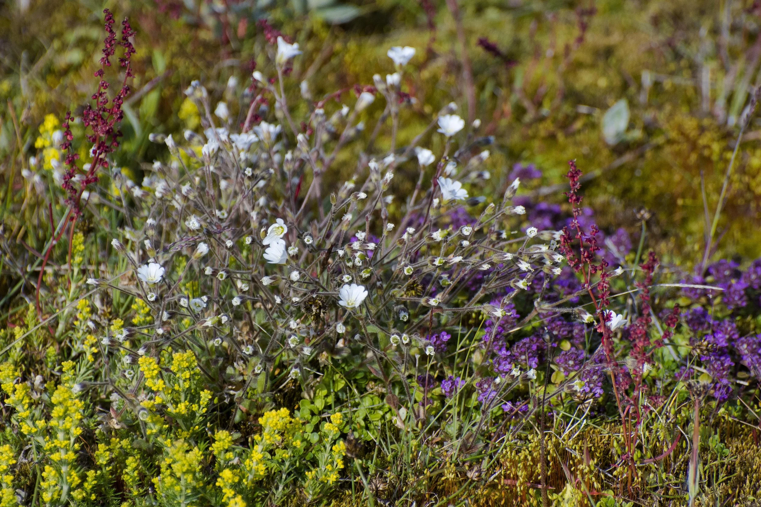 BlomskrudJuli19-6962.jpg