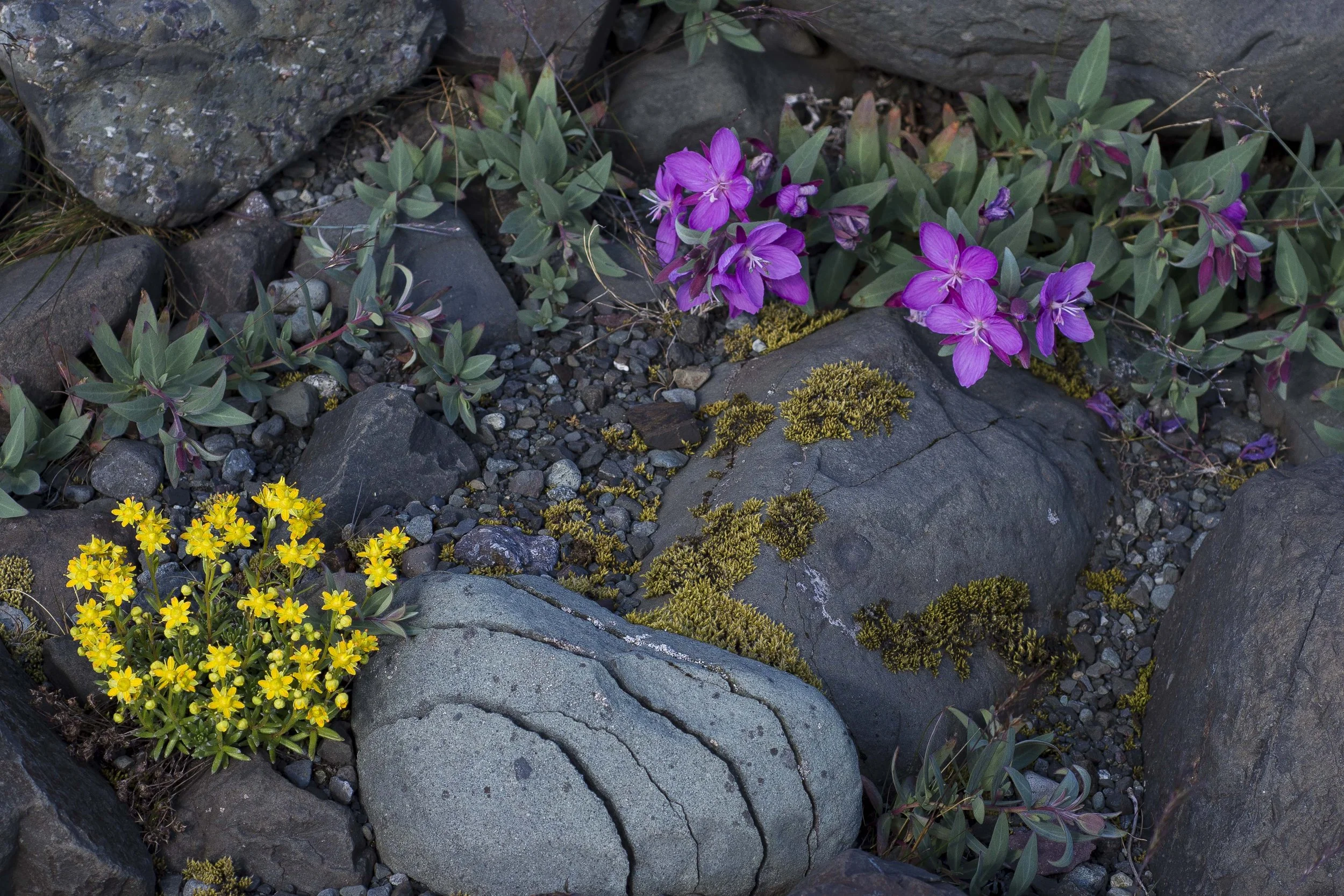 BlomThrong_Juli2019_W-7674.jpg