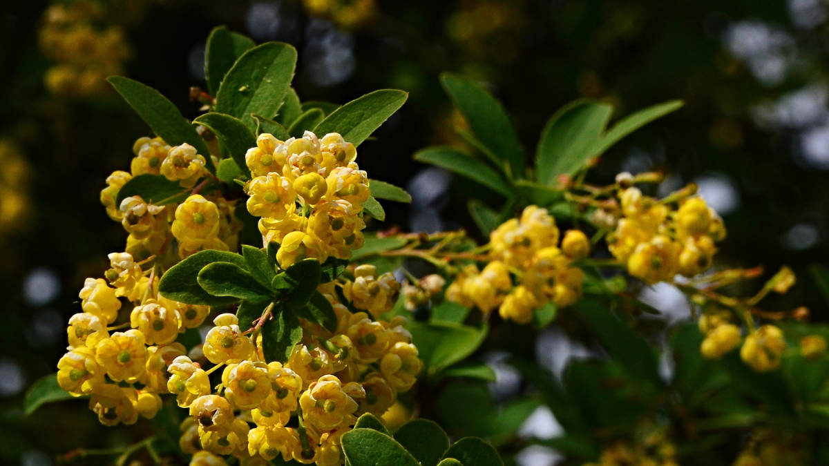 Health Benefits of Berberine and inflammation