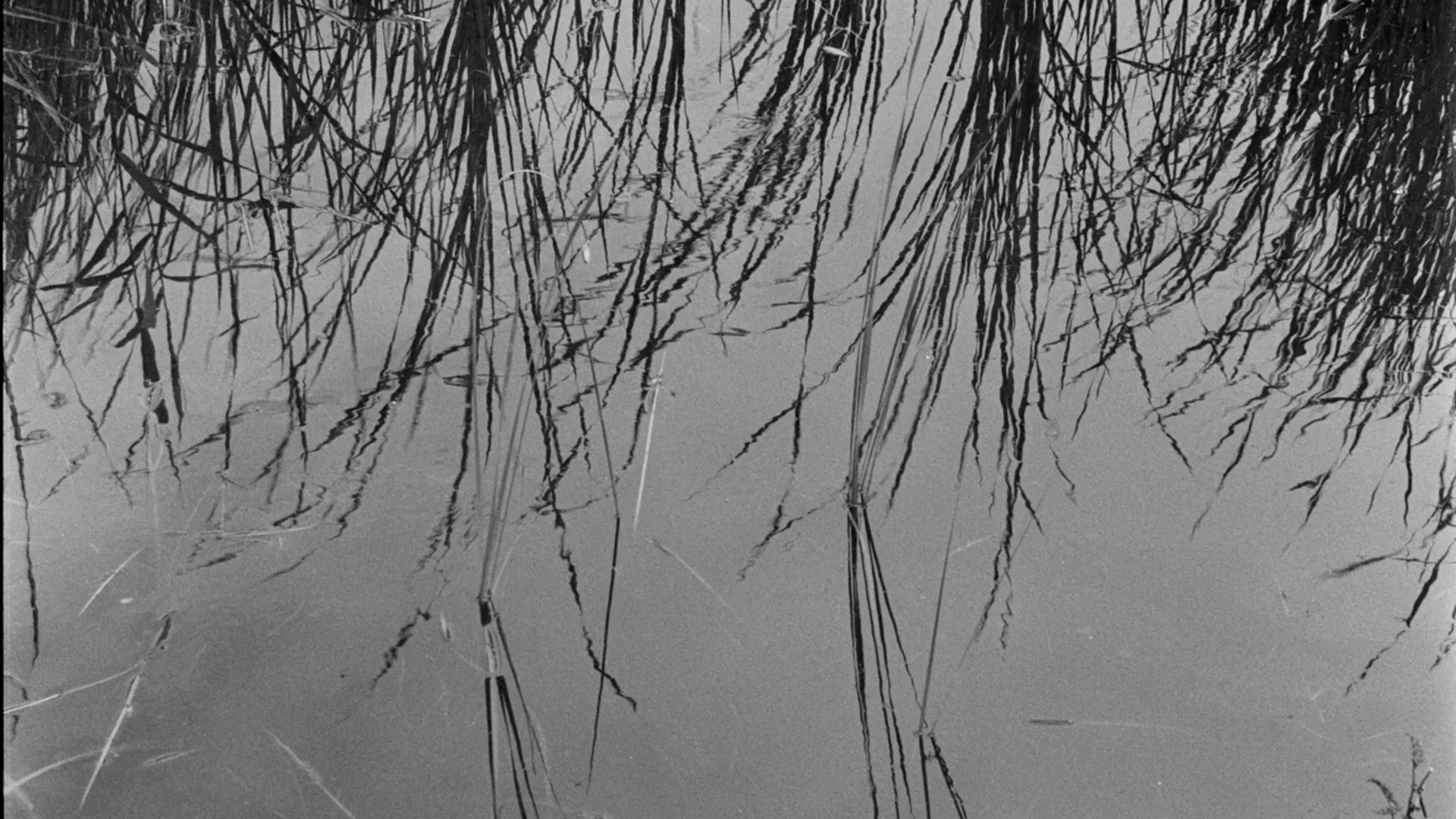 Reflections of tall grasses on calm water in a black and white photograph.