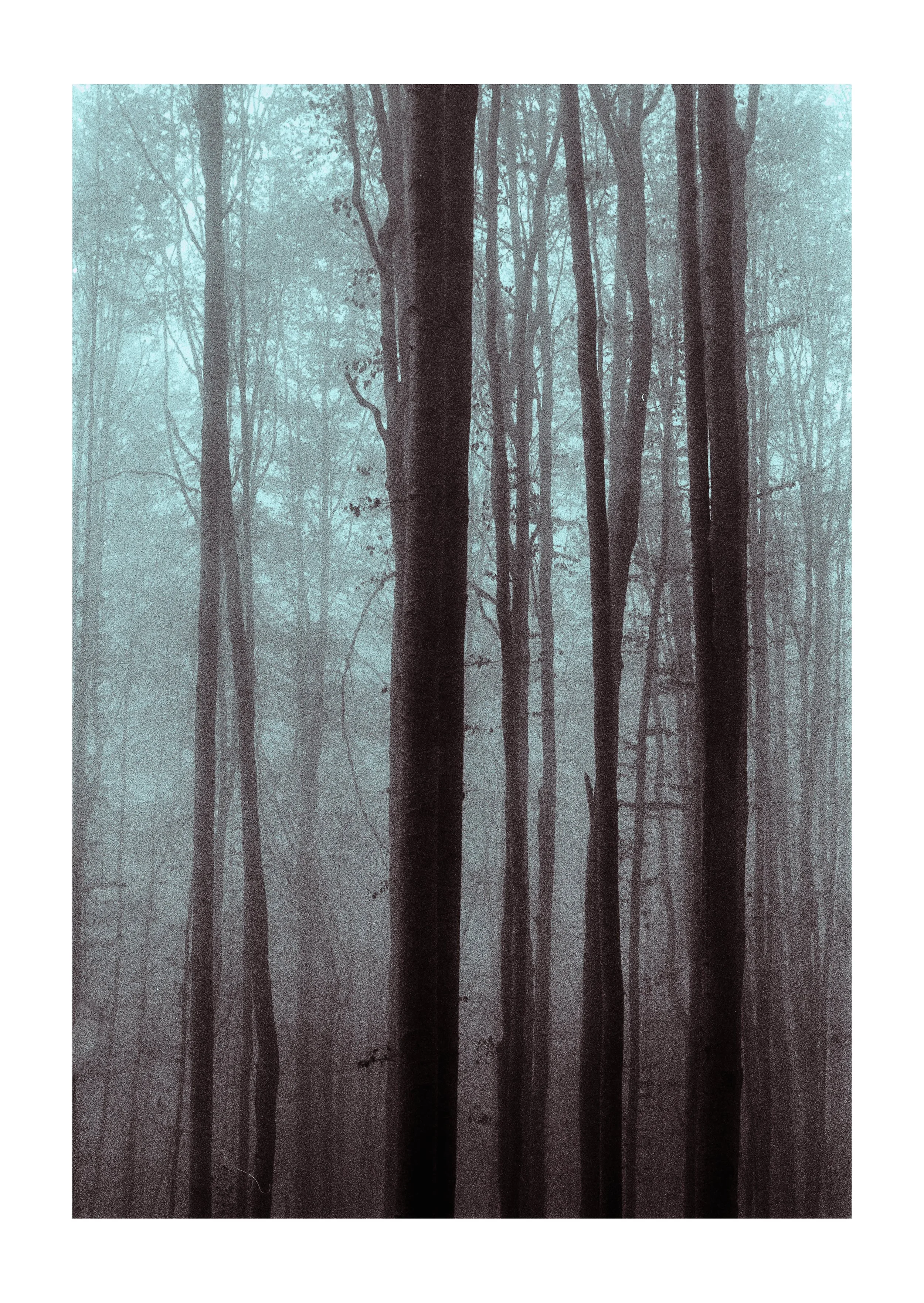 A foggy forest with tall, thin trees and a misty atmosphere