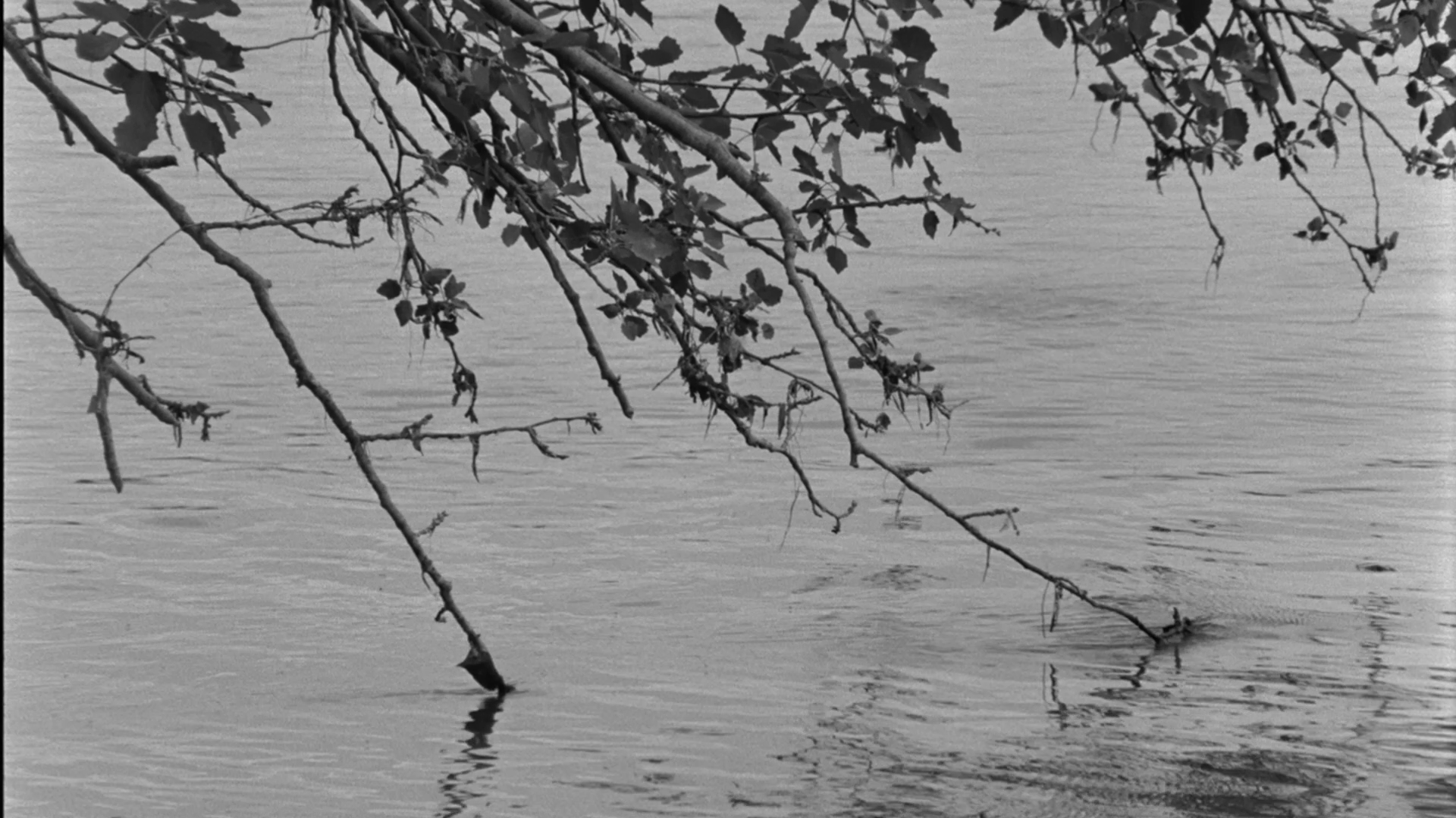 A black and white photo of tree branches extending over calm water, with some branches touching the water surface.
