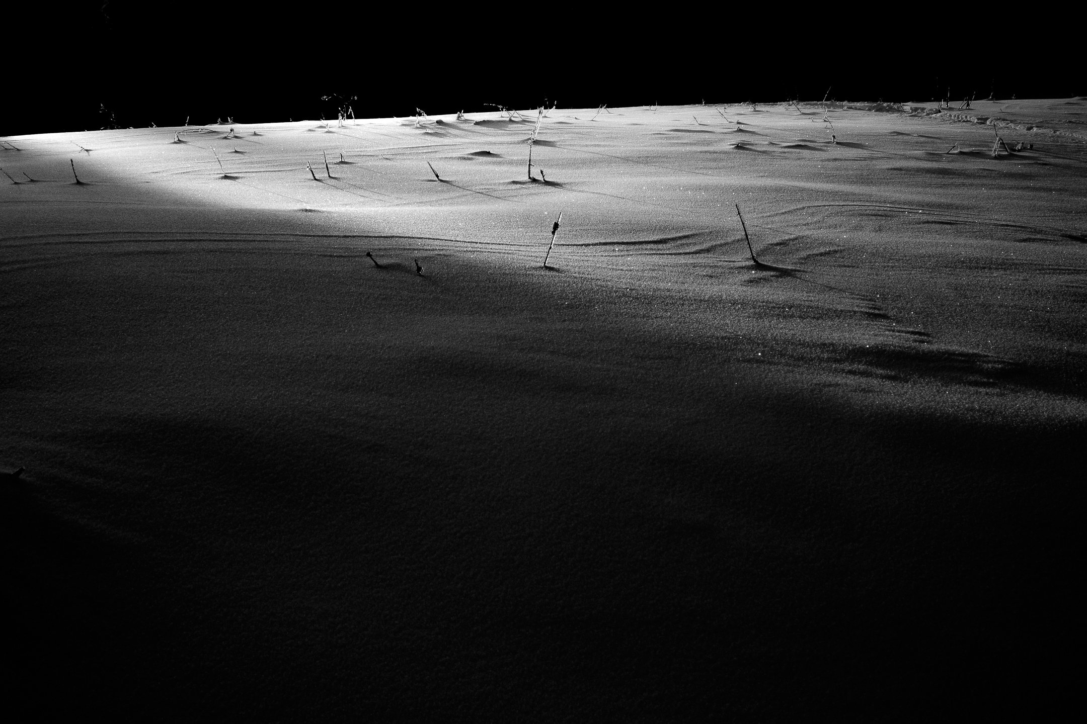 Snow-covered field with small plants or stalks emerging, under a dark sky, illuminated by moonlight.