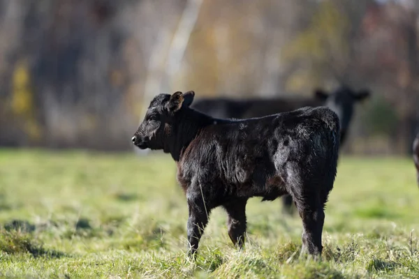 A young black calf standing in a grassy field with trees in the blurred background.
