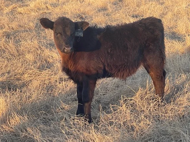 Young calf with dark brown and black fur standing on dry grass in an open field.