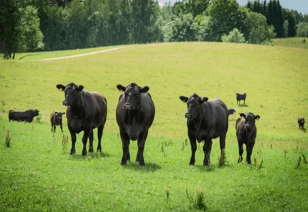 Black cows standing in a green pasture with trees in the background.