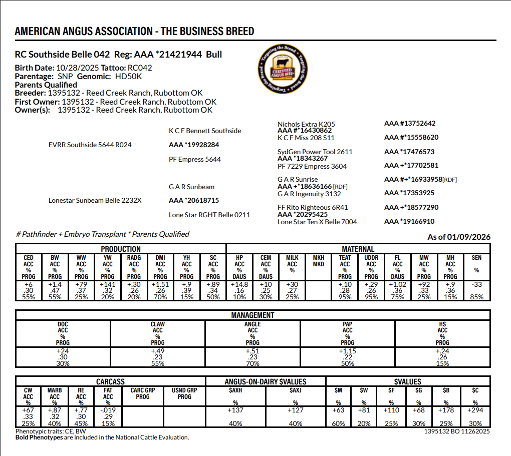 This is a detailed genetic and management chart for American Angus cattle, including pedigree, breeding, production, maternal, management, carcass, and sire-on-dairy values data.