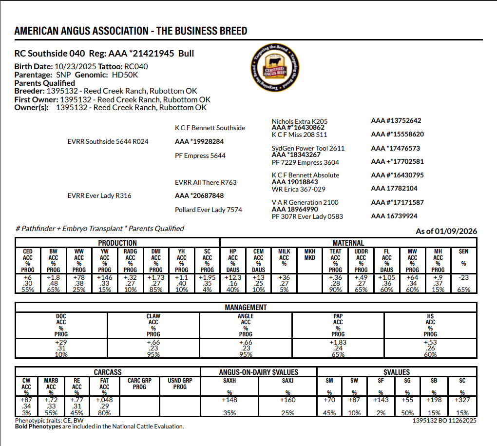 A detailed pedigree and genetic information chart for an American Angus bull, including birth date, tattoo number, parentage, breeder, first owner, and various genetic trait scores.