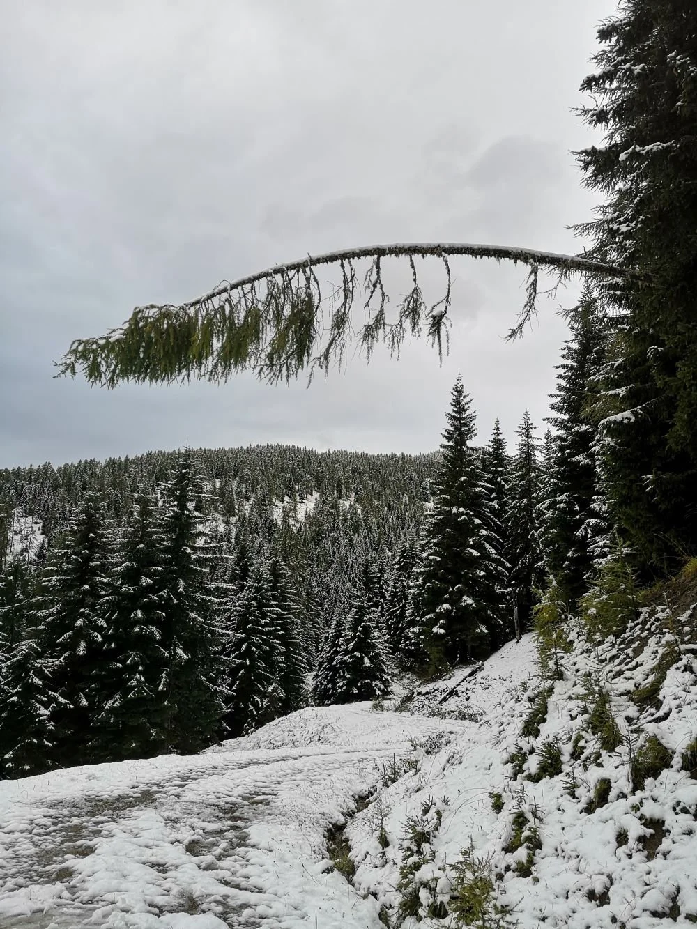 Saminger_shapenstructure (46).jpg