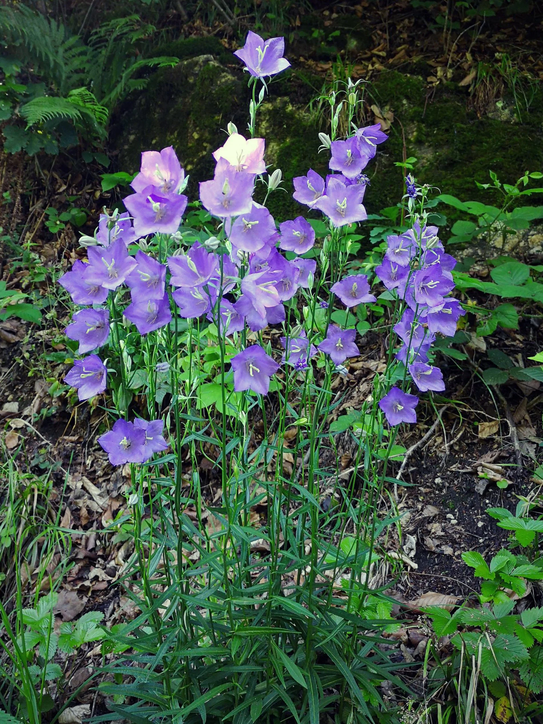 Saminger_shapenstructure (43).jpg