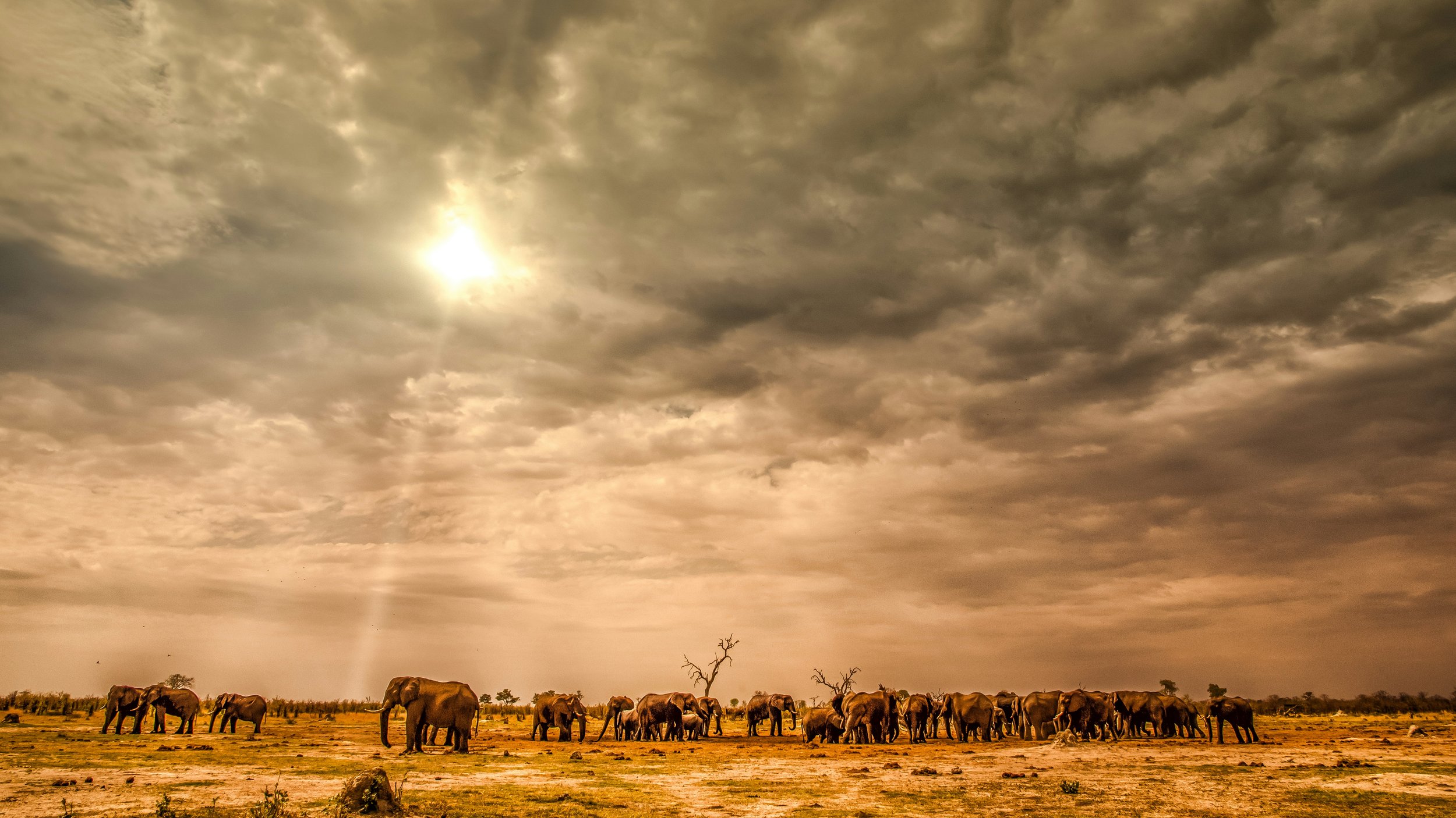 Safari in Africa: How to Choose the Right Safari for You