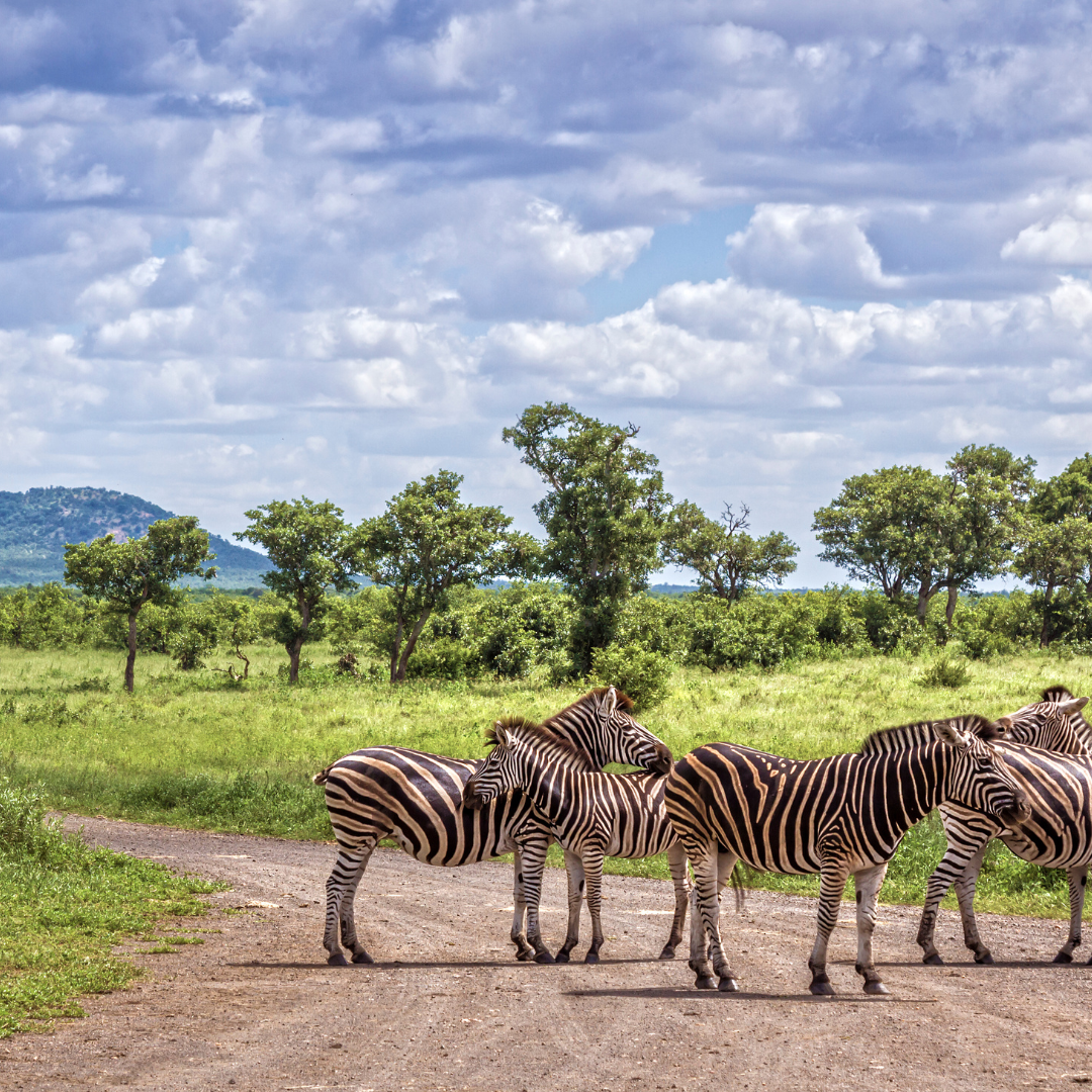 Relaxation and Adventure combined, on a Safari with a difference.