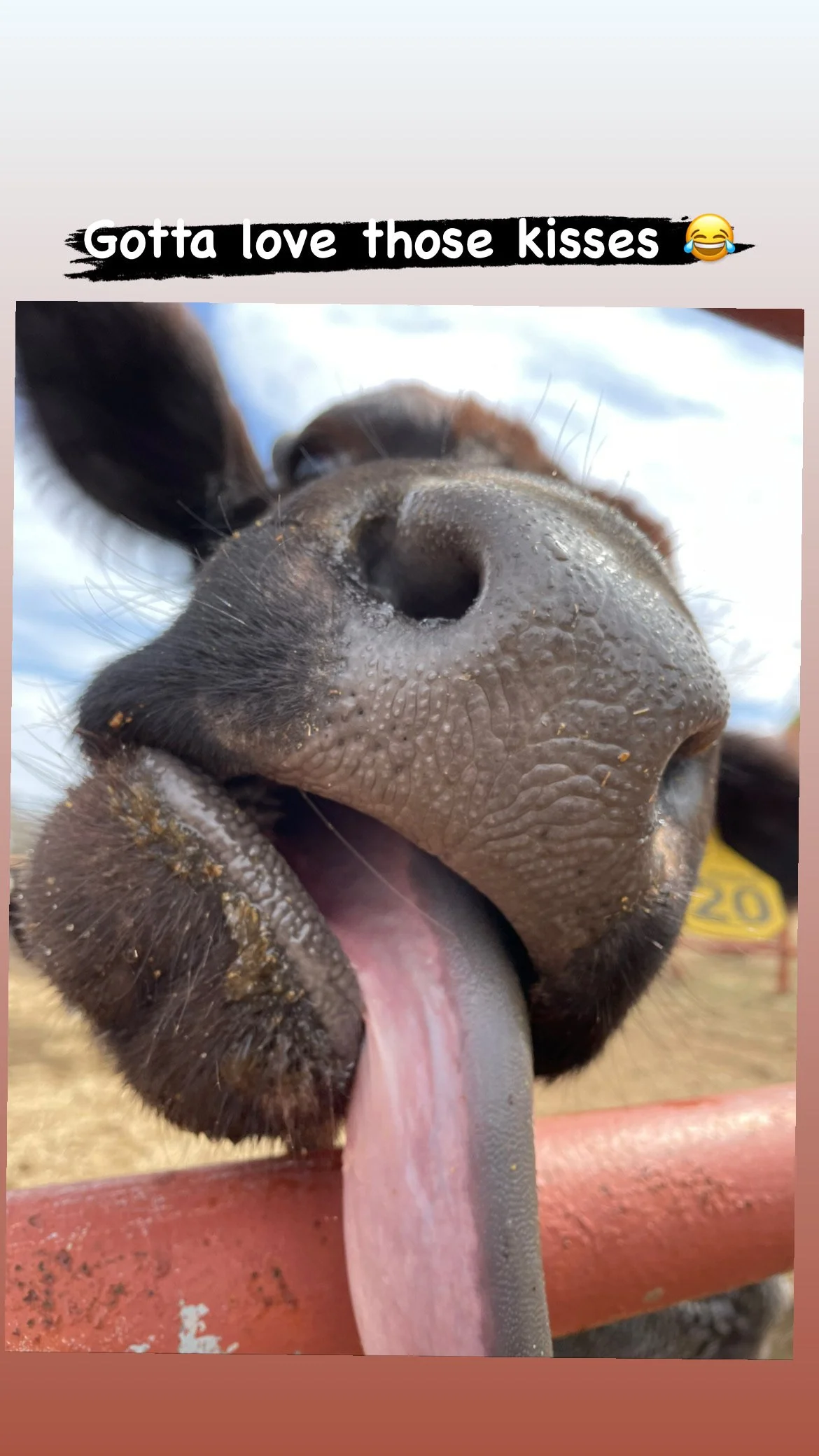 Close-up of a silly cow's nose and tongue sticking out, with the background showing a field and cloudy sky.