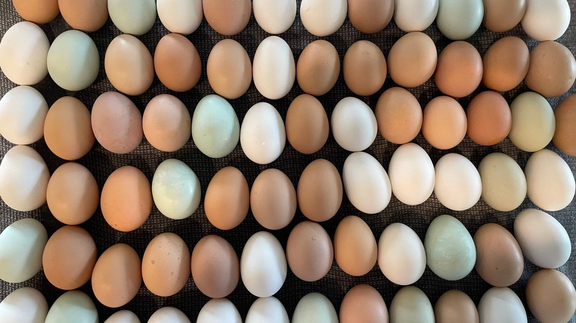 A collection of brown, white, and pale green eggs arranged in rows on a dark textured surface.