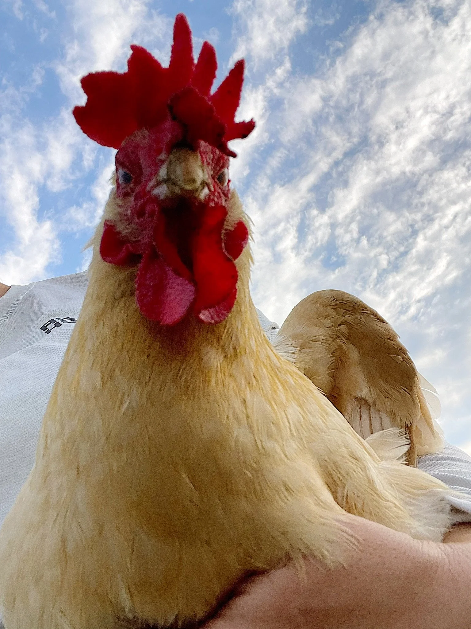 Close-up of a chicken with a red comb and wattles held outdoors against a blue sky with clouds.