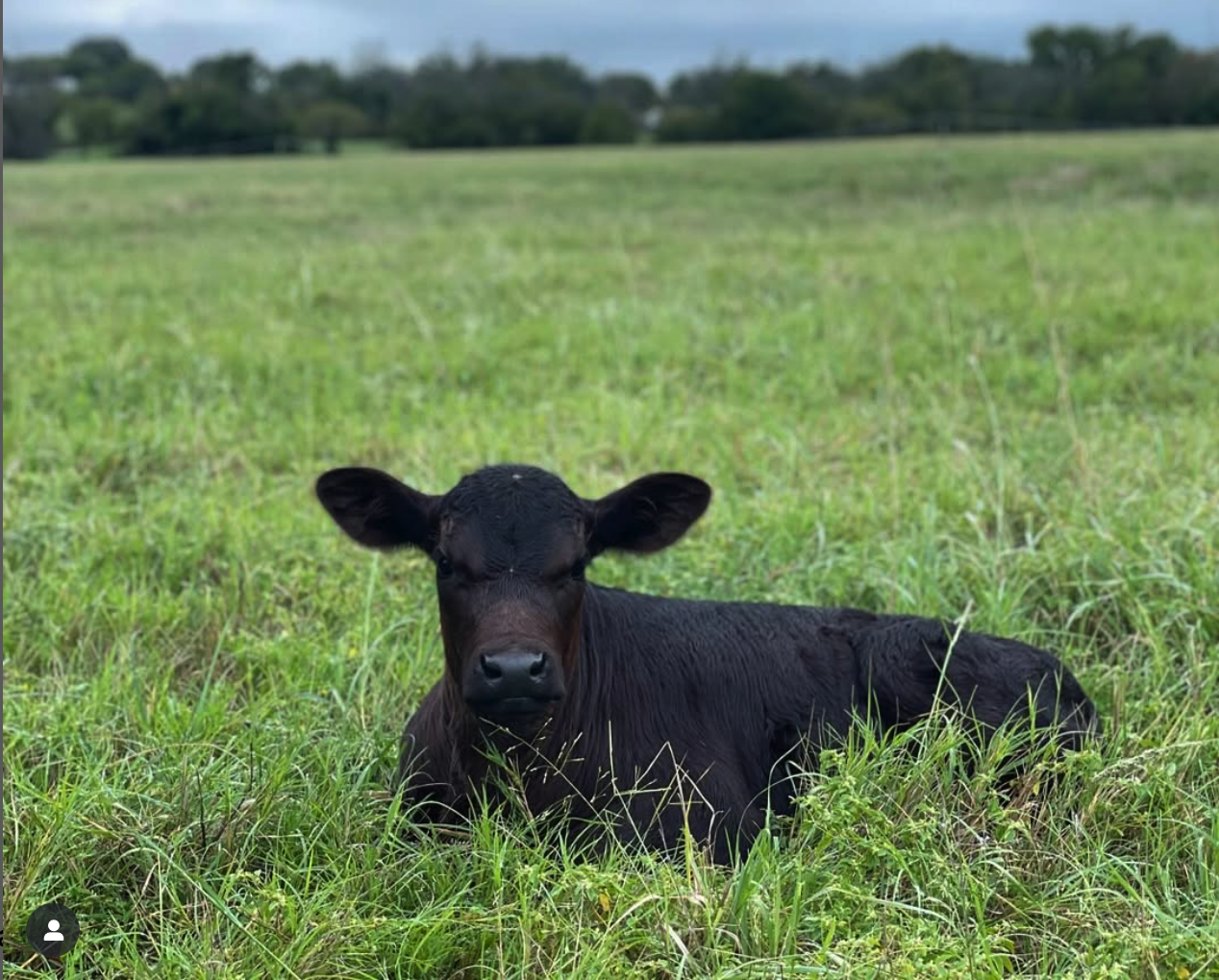 A young black calf laying in green grass in an open field with trees and a cloudy sky in the background.