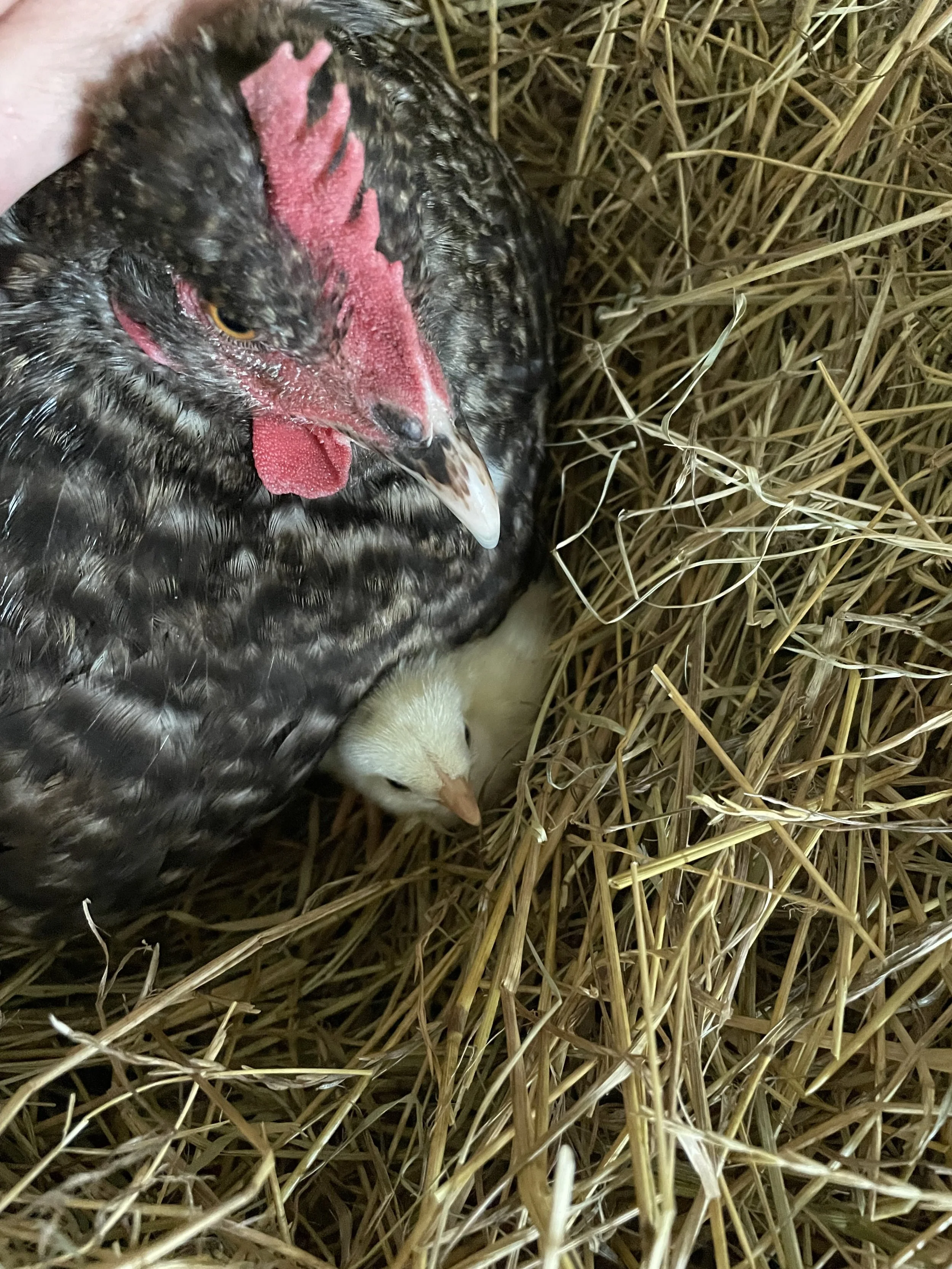 Gift Card for Good Things