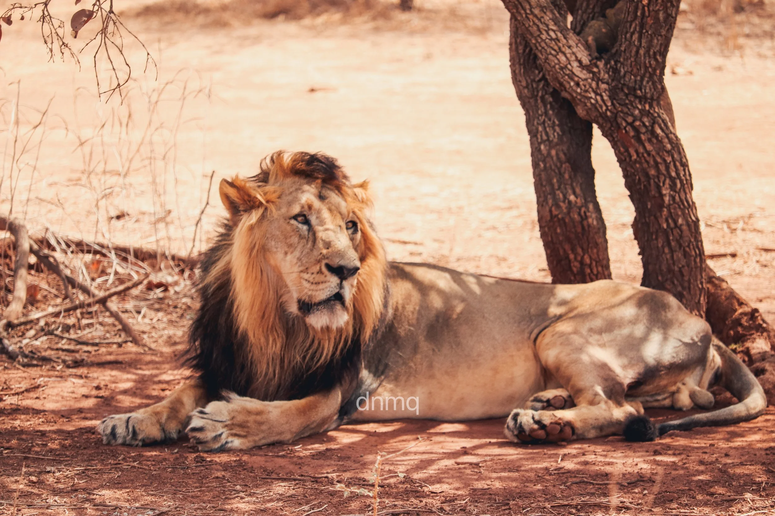 A lion resting on the ground beside a tree in a dry, earthy landscape.